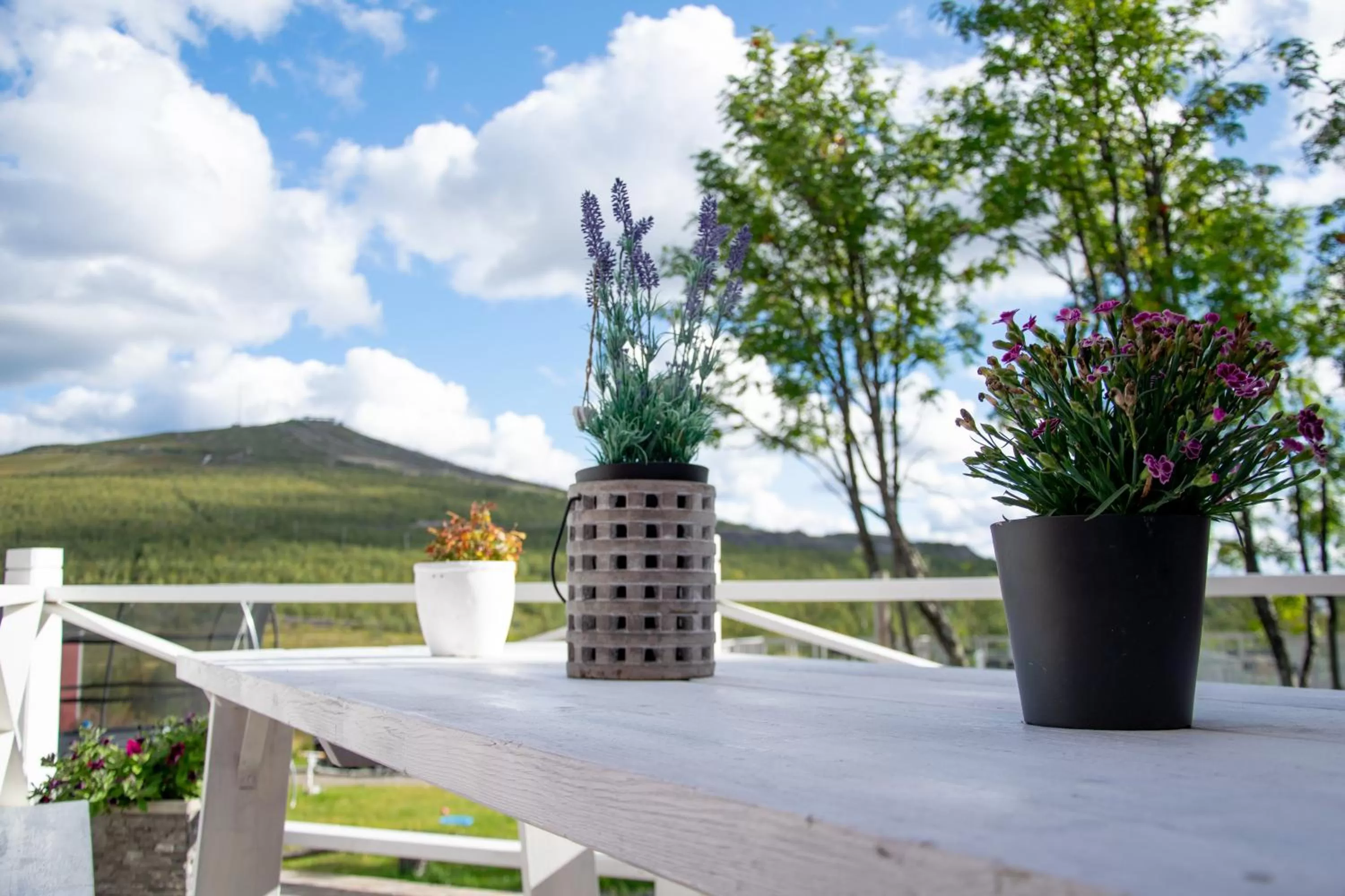 Garden view in Husky Lodge Hostel