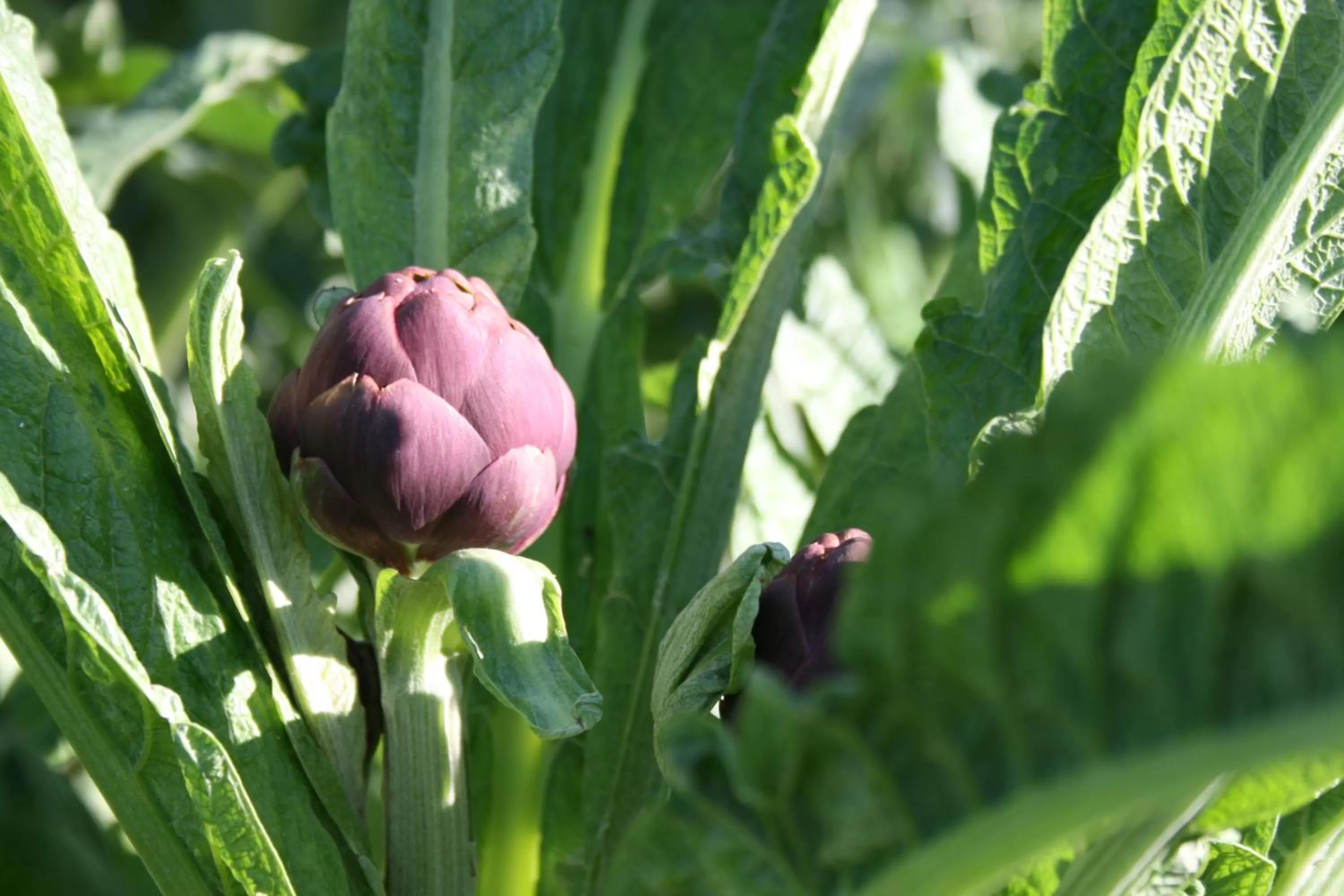 Other in B&B Il Giardino di Gabri