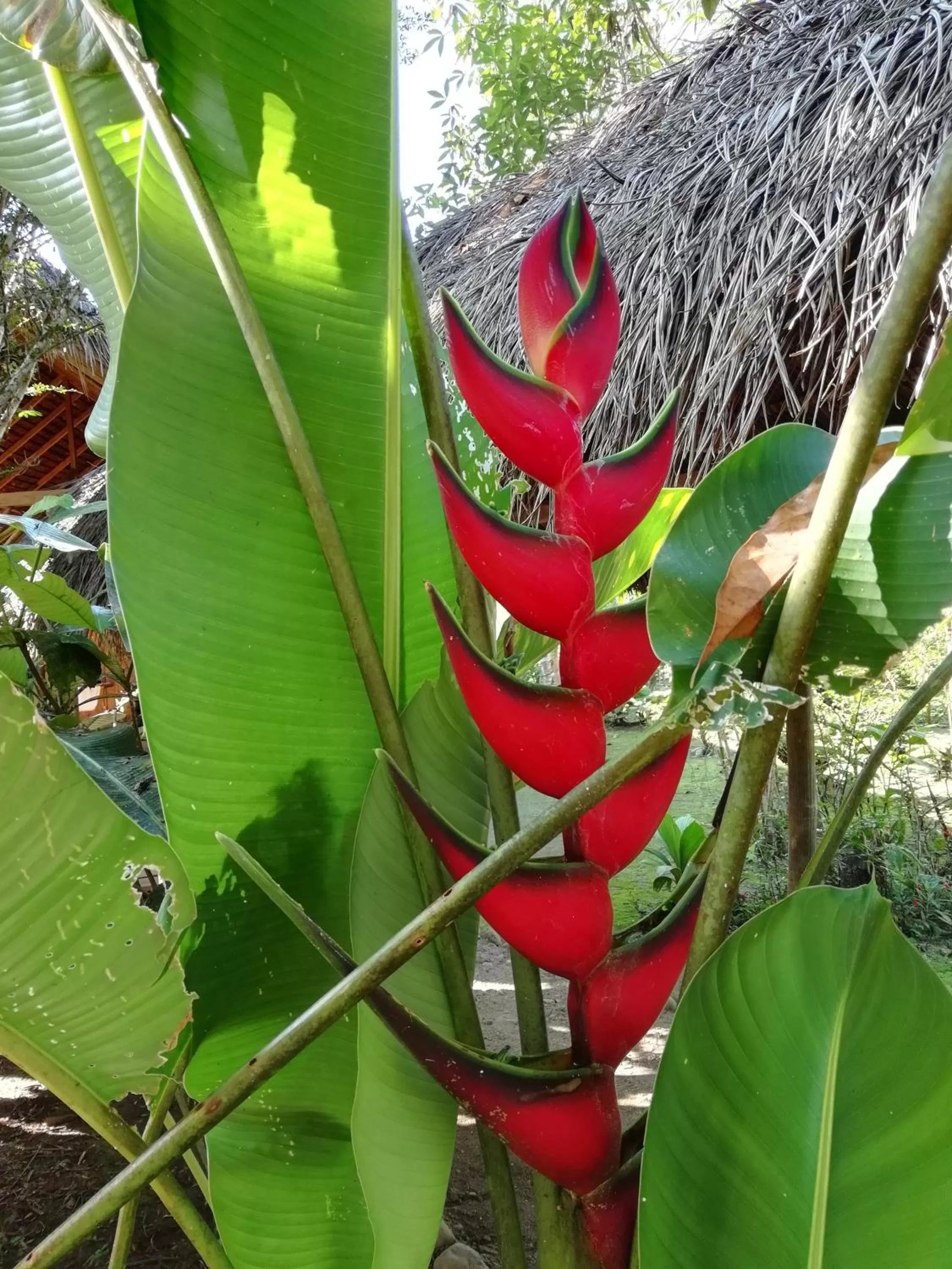 Pets, Other Animals in Hostal La Casa Amarilla City