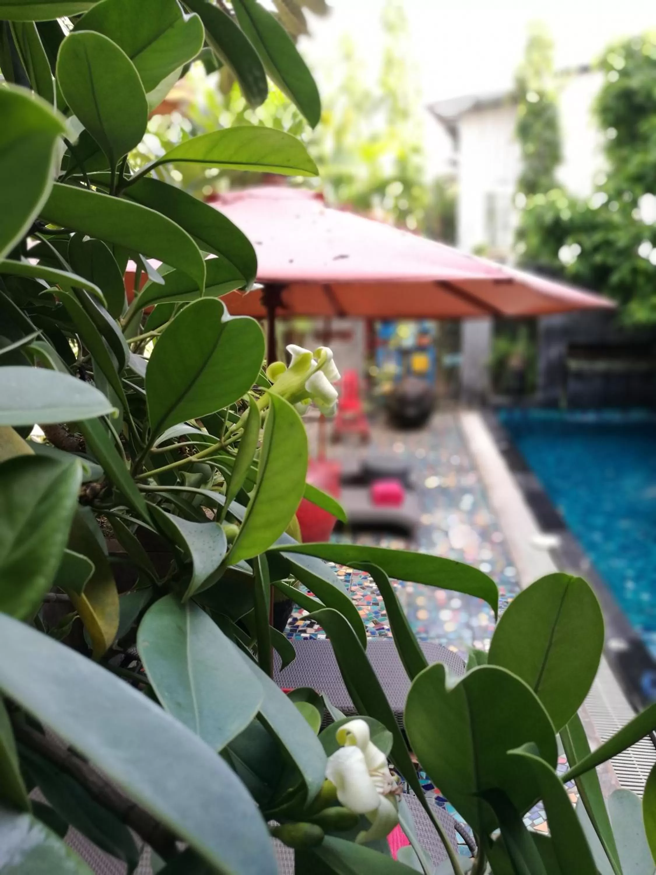 Spring in Villa Thapae