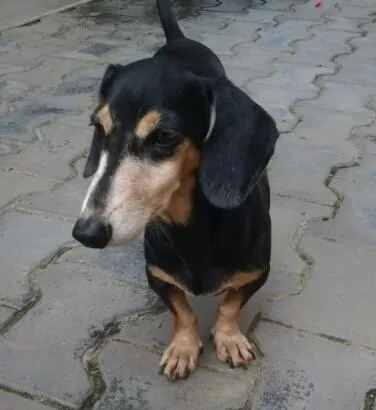 Pets in Bon Accord Mirissa