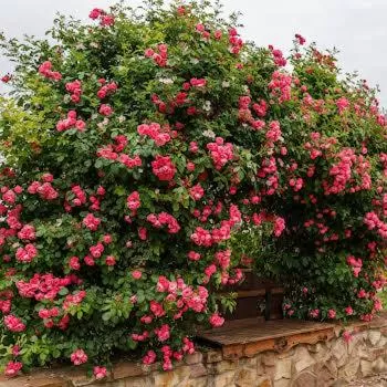 Garden Vendégház Makó