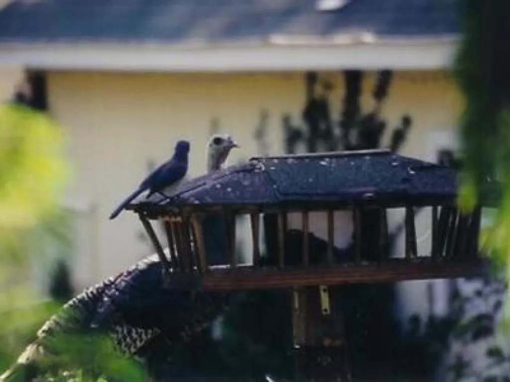 Other in Backyard Garden Oasis