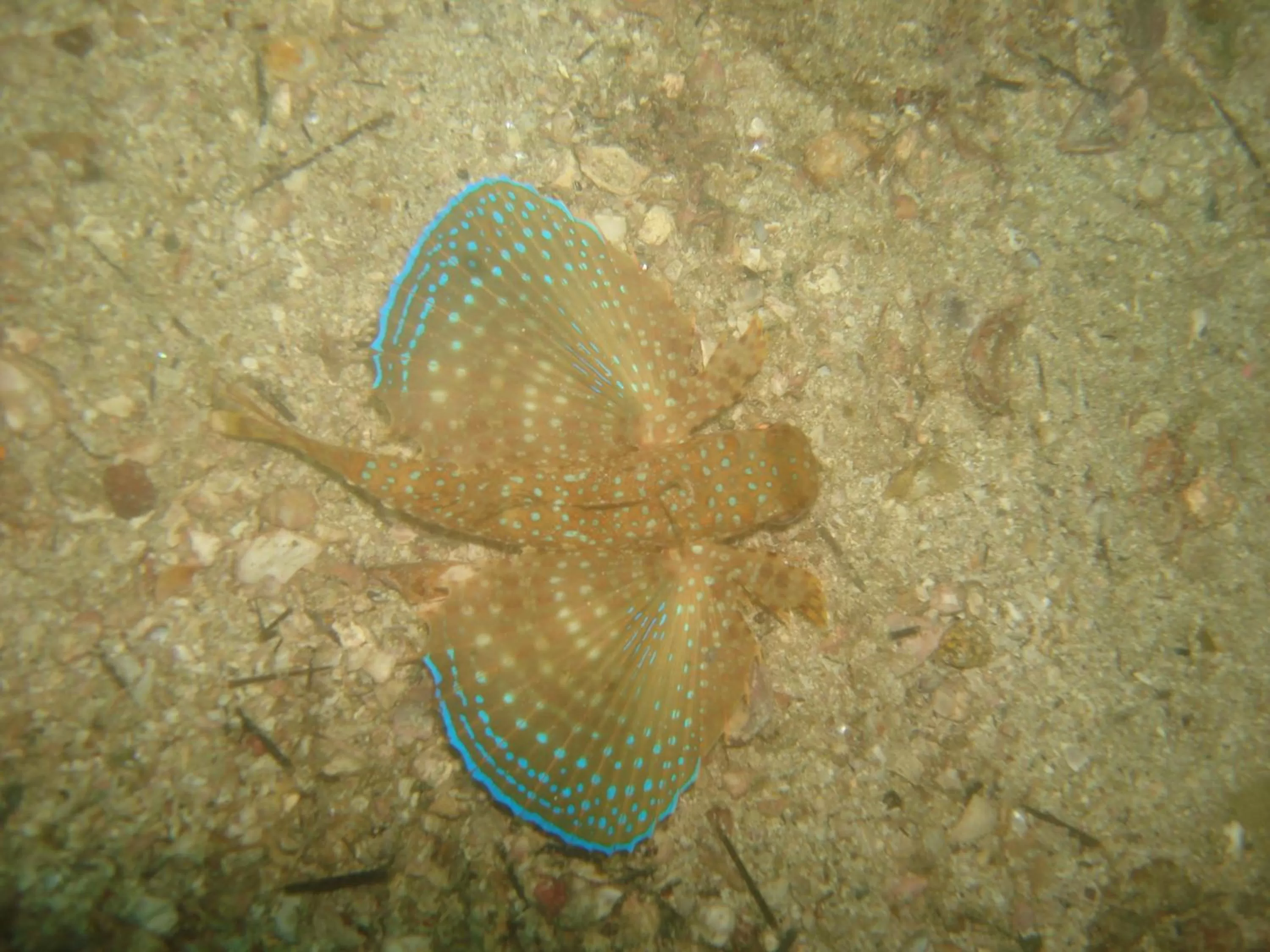 Diving in Pousada Laguna Hotel