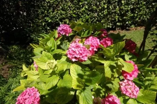 Spring in Albergo Ponte Vecchio