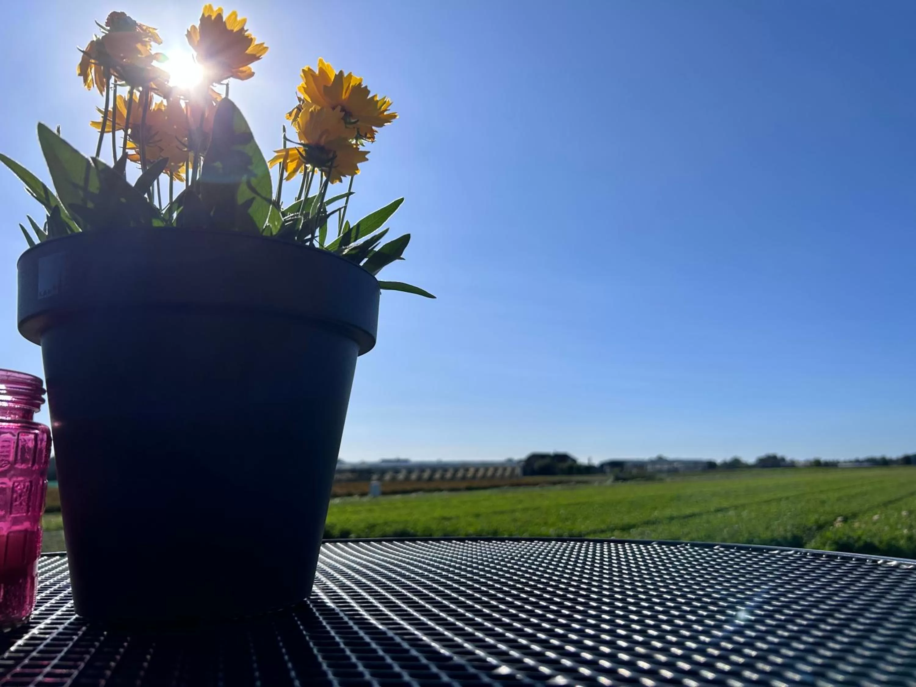 View (from property/room) in Blossombed