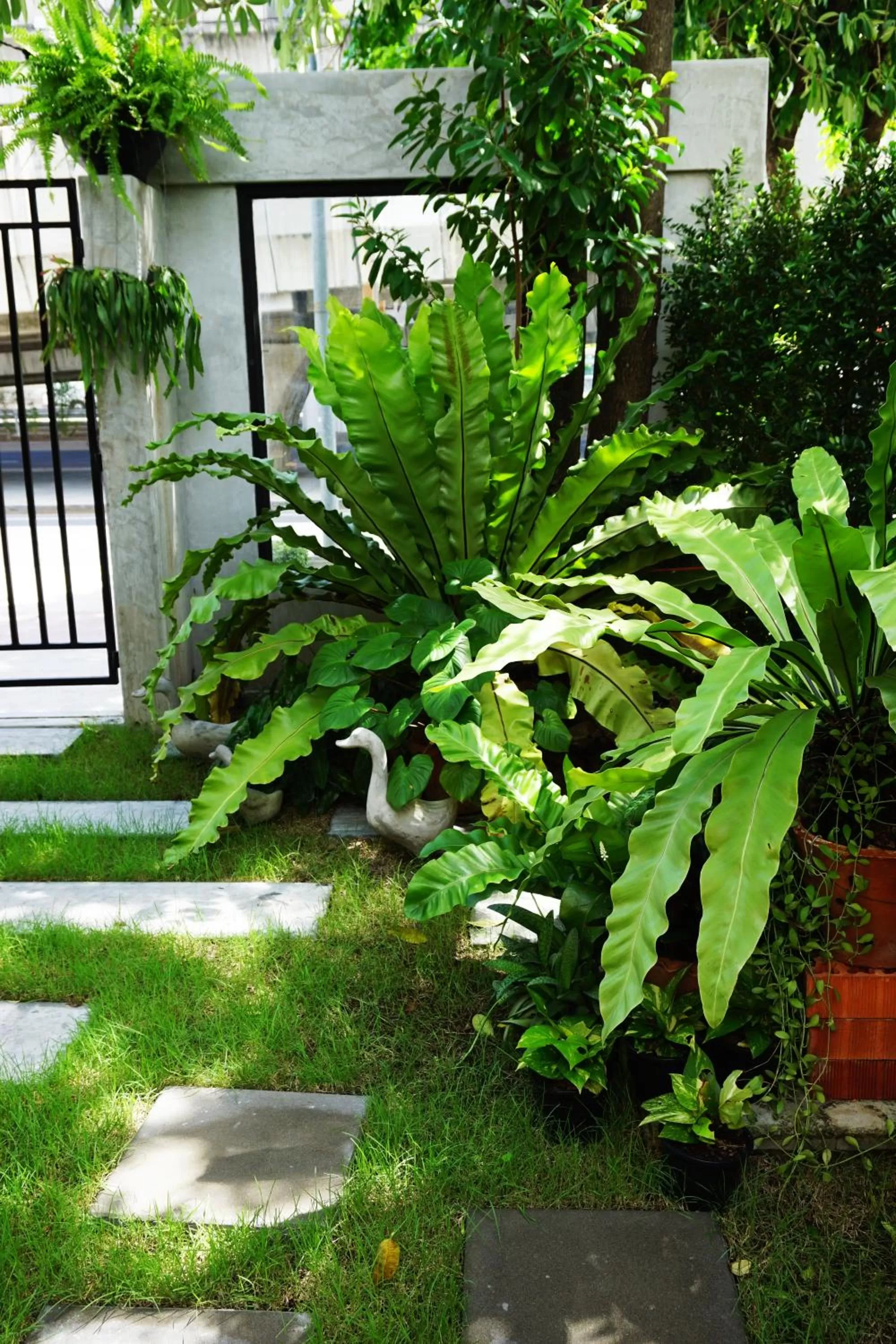 Garden in Hansa Bangkok House
