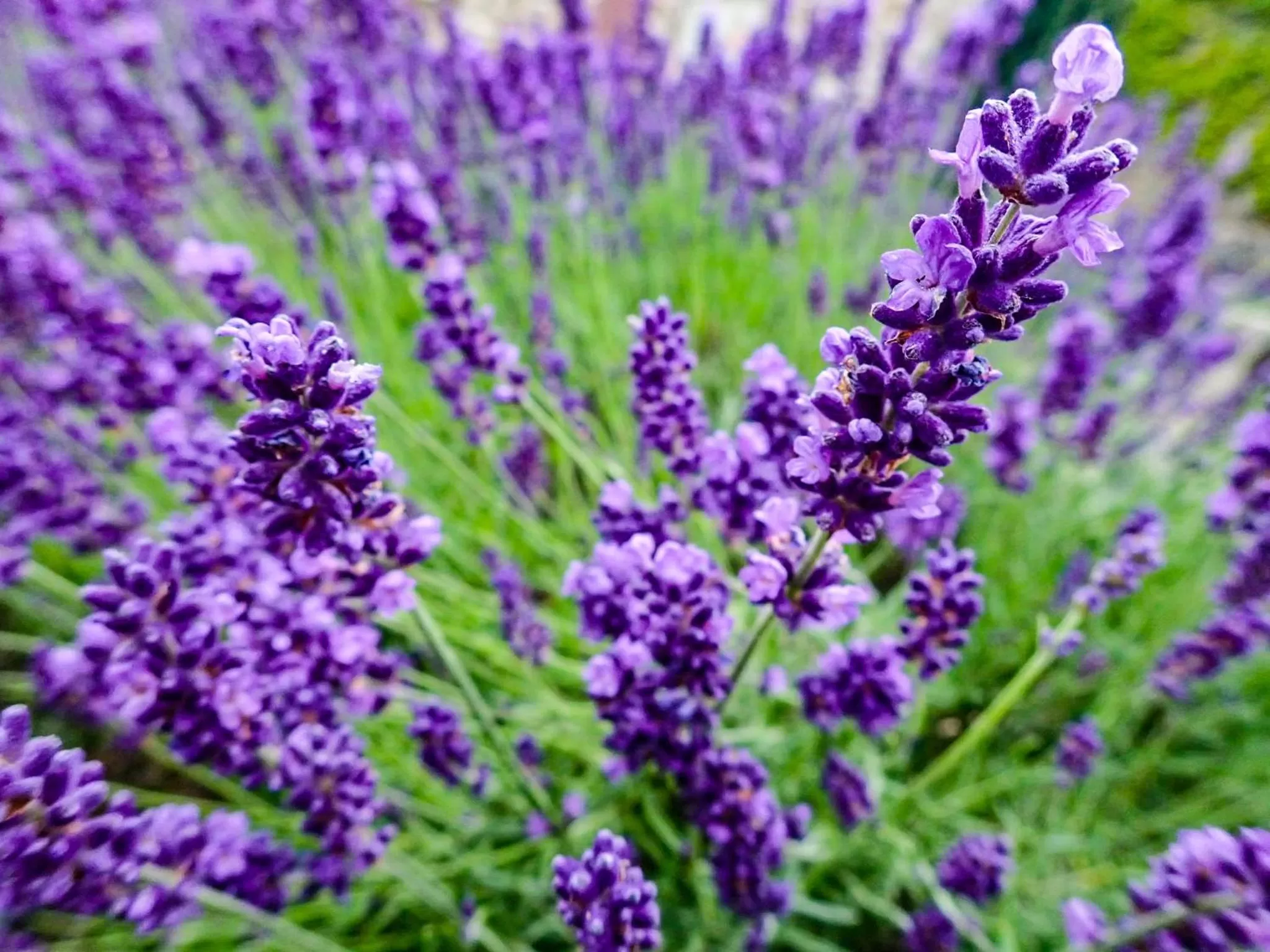Natural landscape in Hotel Wetzlarer Hof