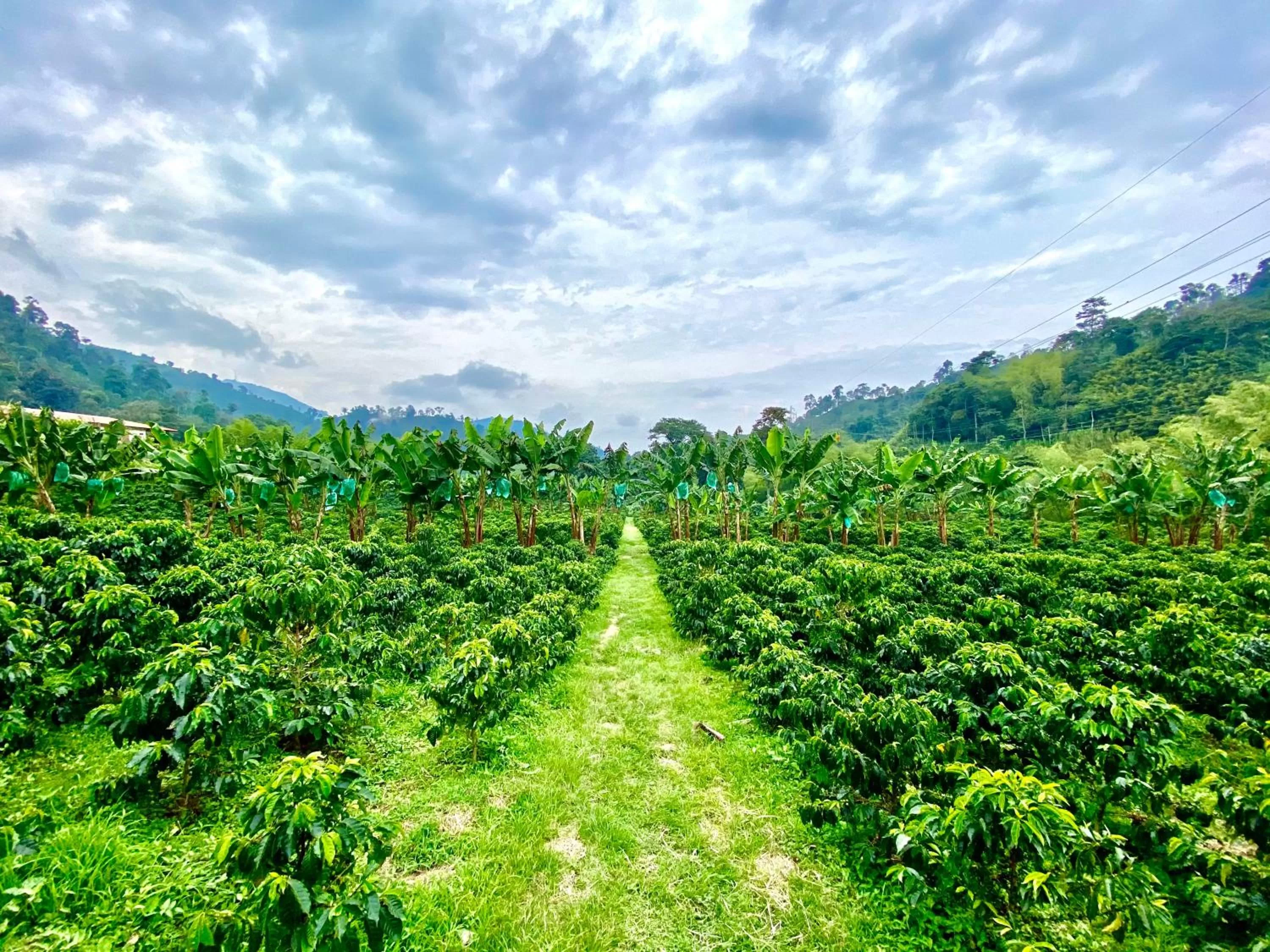 View (from property/room), Natural Landscape in Hacienda Venecia Coffee Farm Hotel