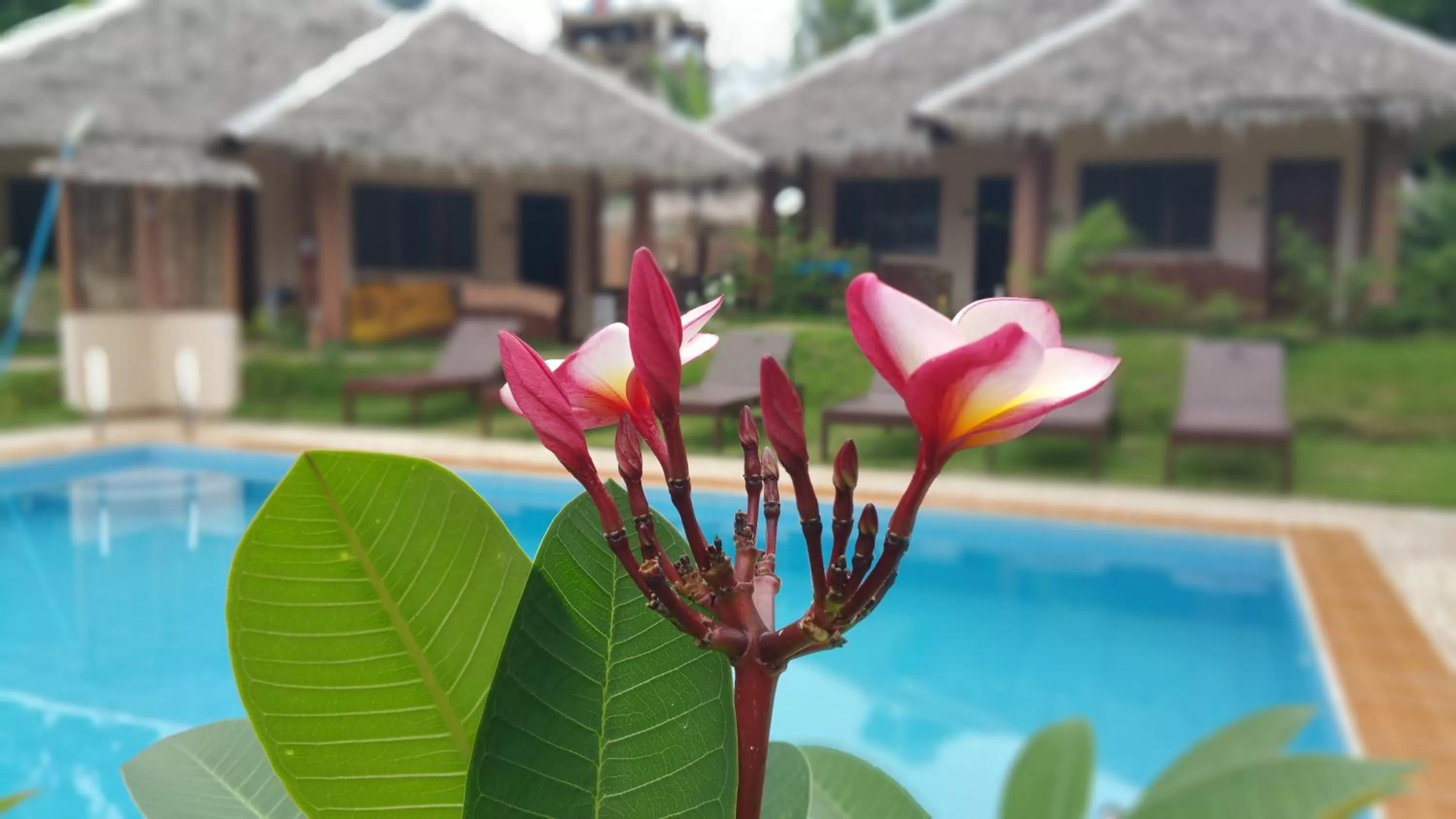Garden, Swimming Pool in Rubin Resort