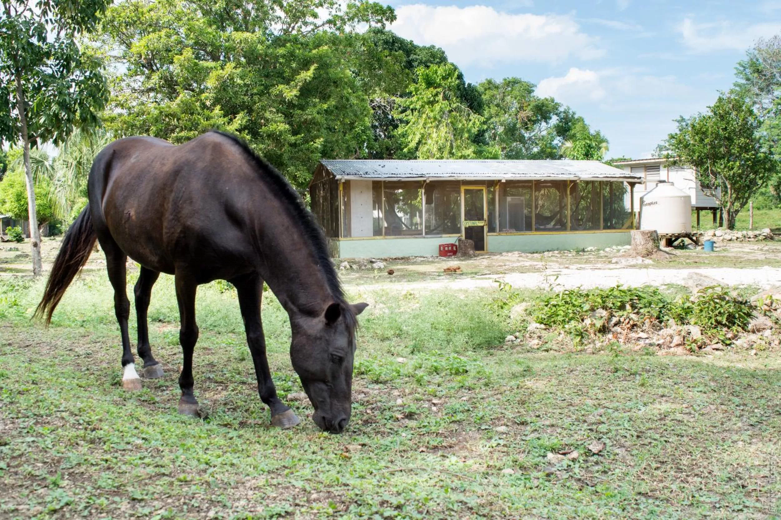 Patio, Other Animals in Horse Cottage