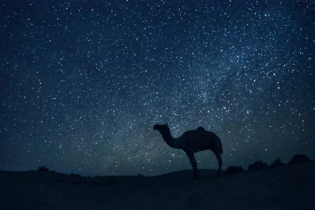 Other Animals in Hotel Murad Haveli