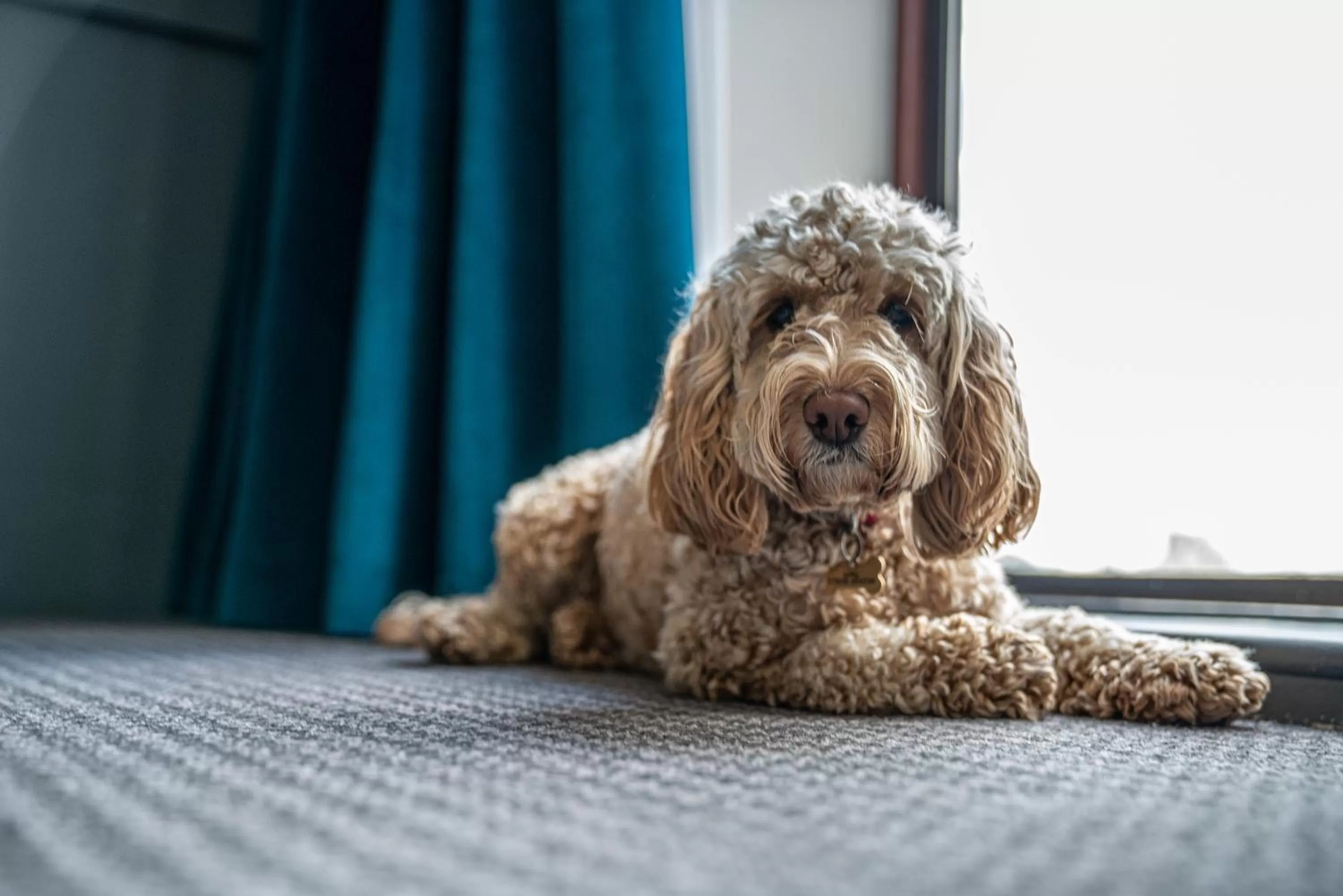 Pets in Rutland Hall Hotel & Spa