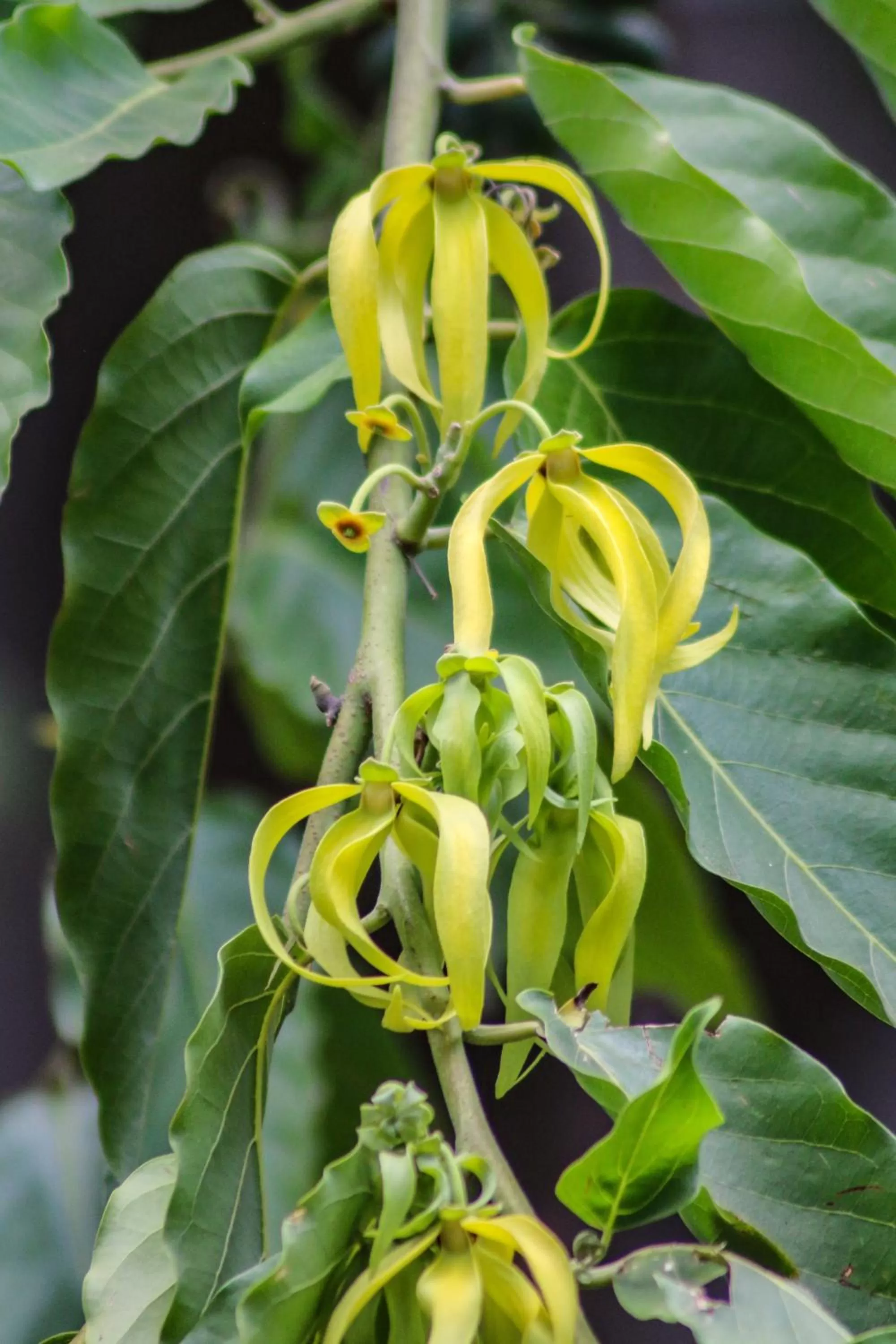 Garden in Hotel Marielos