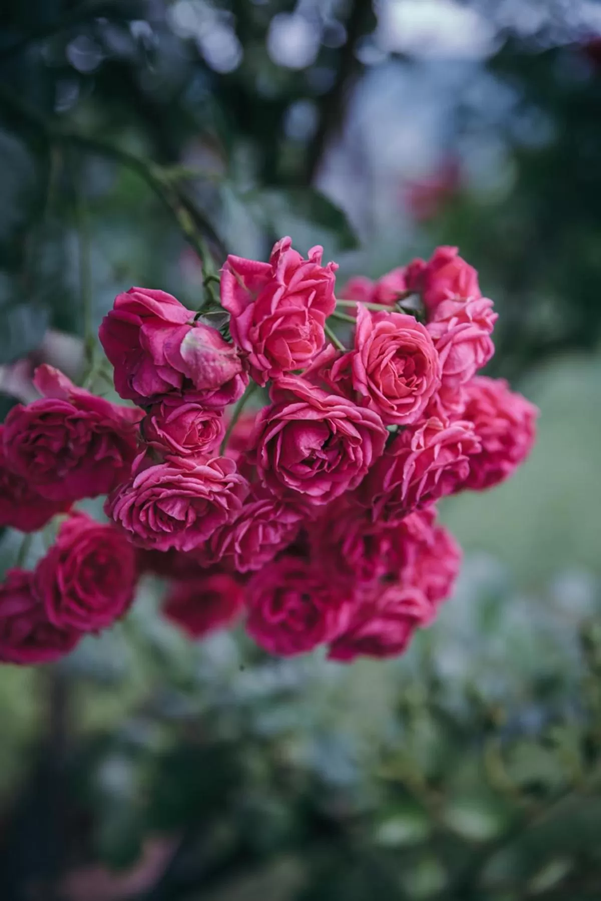 Garden in Mala Kmetija