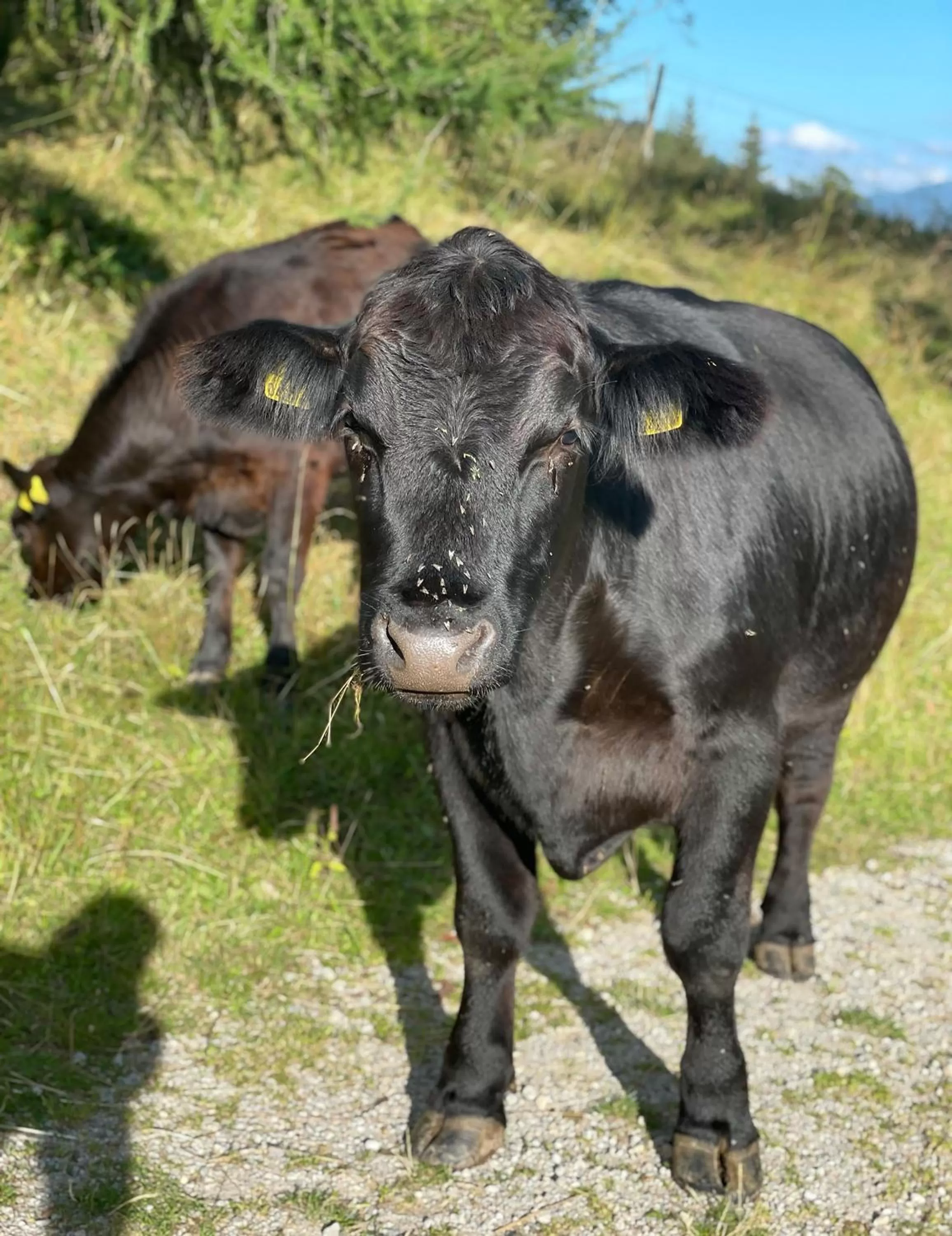 Animals in Naturhotel Lärchenhof