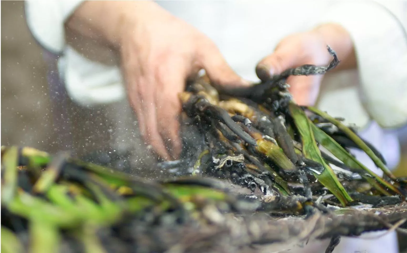 Food, Other Animals in Hotel Class Valls