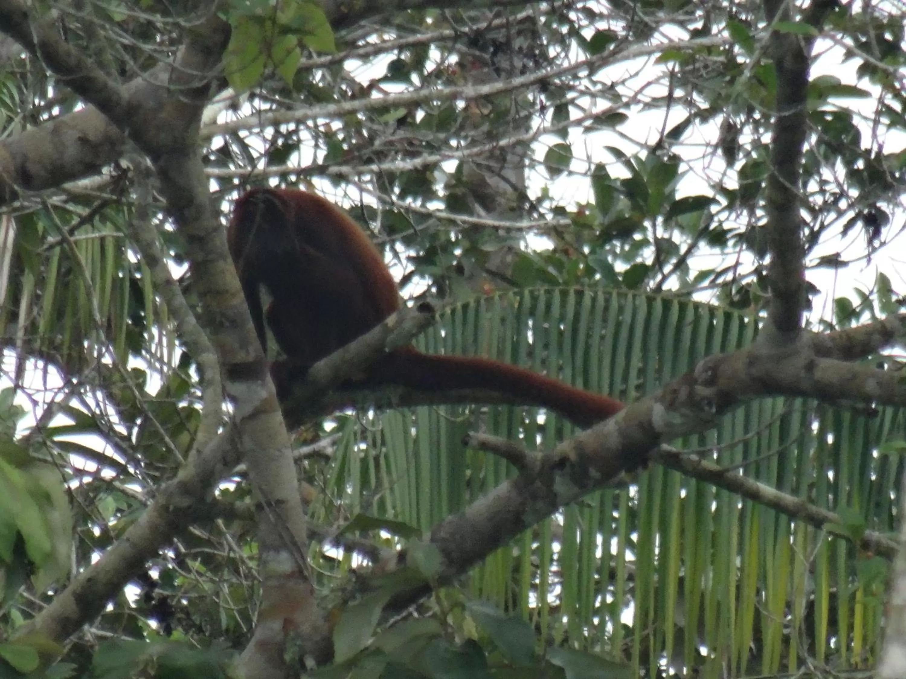 Animals in Hostal Limoncocha