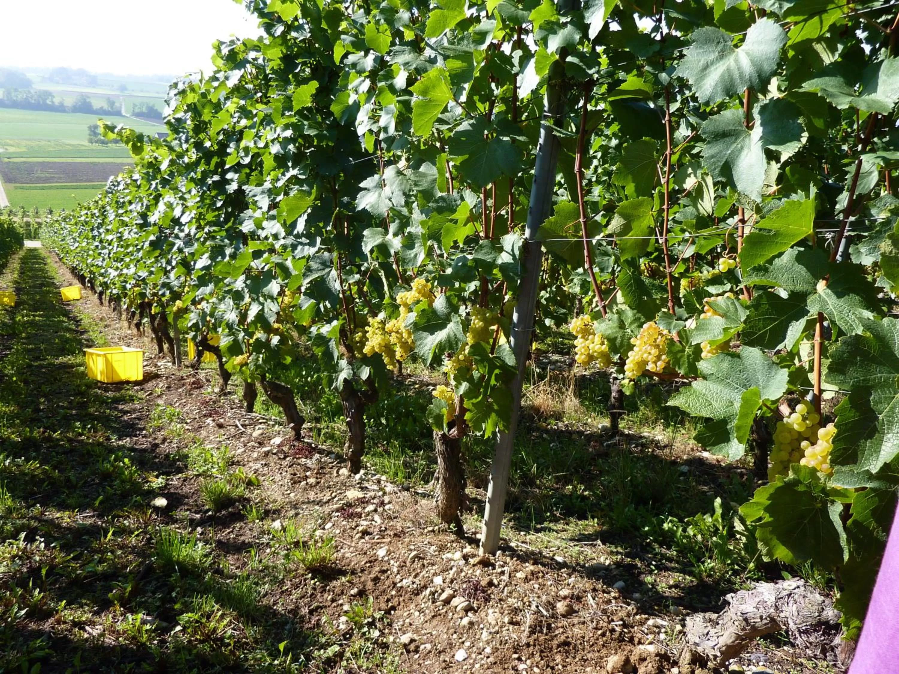 Hiking in BNB Tuileries