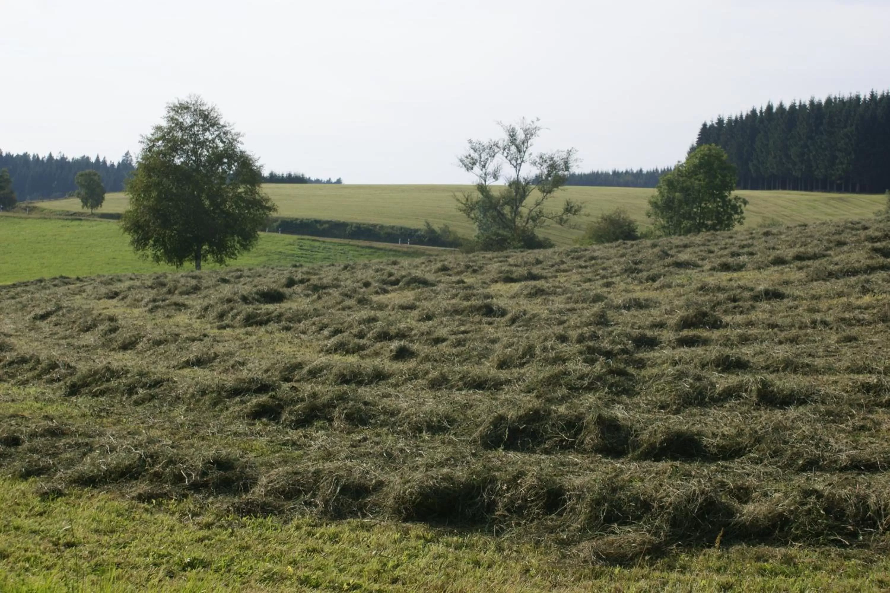 Natural landscape in ZUR TRAUBE Schwarzwaldhotel & Restaurant am Titisee