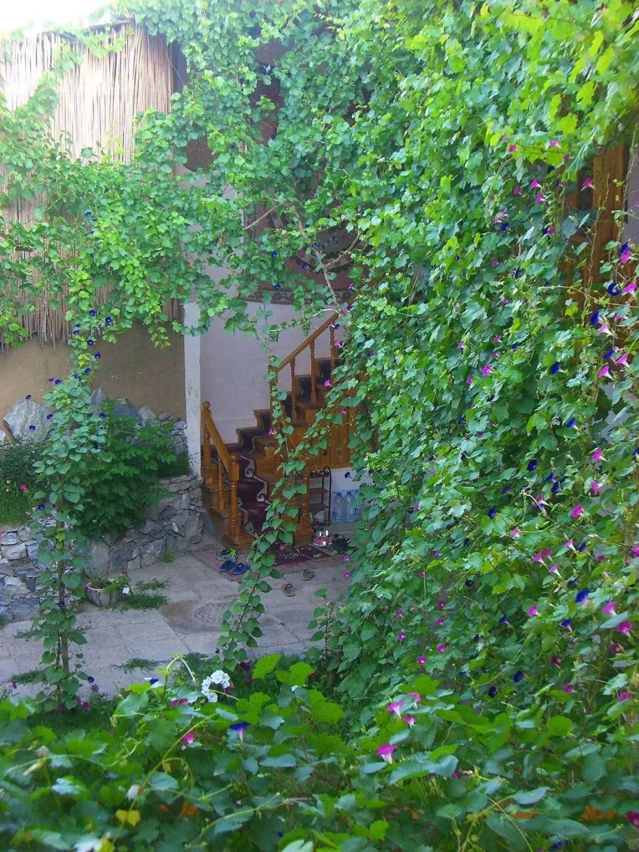 Garden in Jahongir Guest House