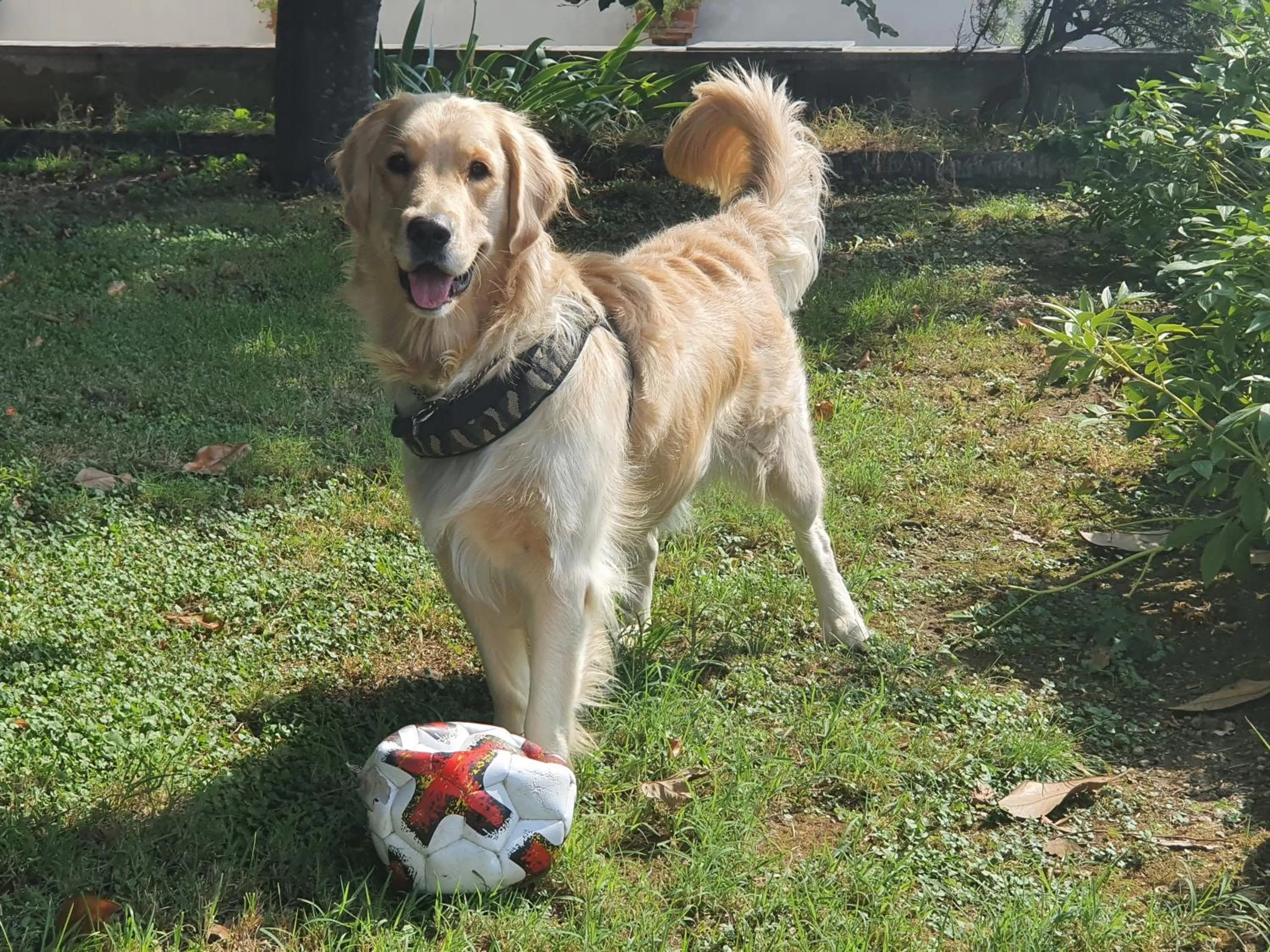 Pets in B&B Family Home