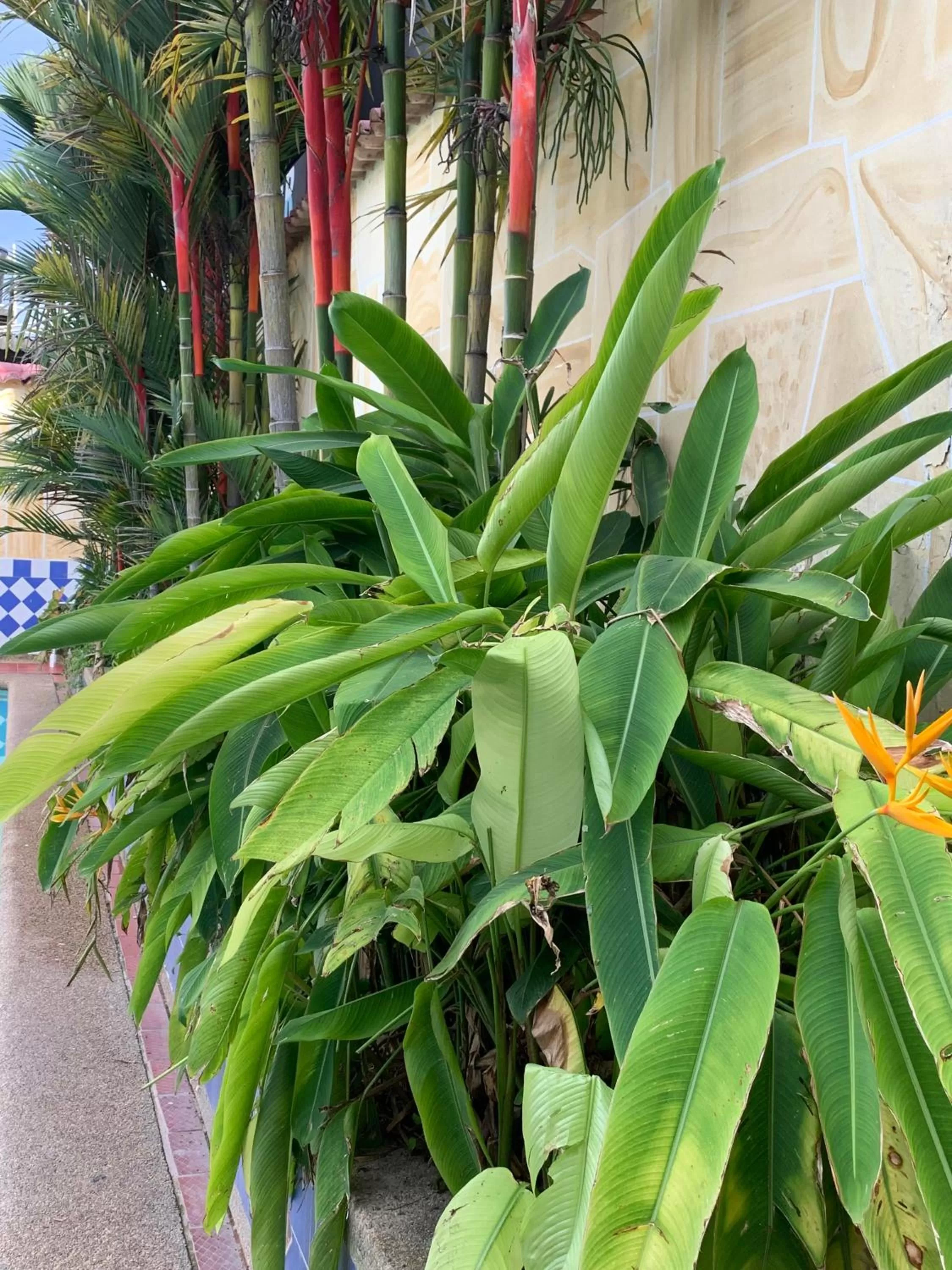 Garden in Hotel Descanso Inn Villavicencio