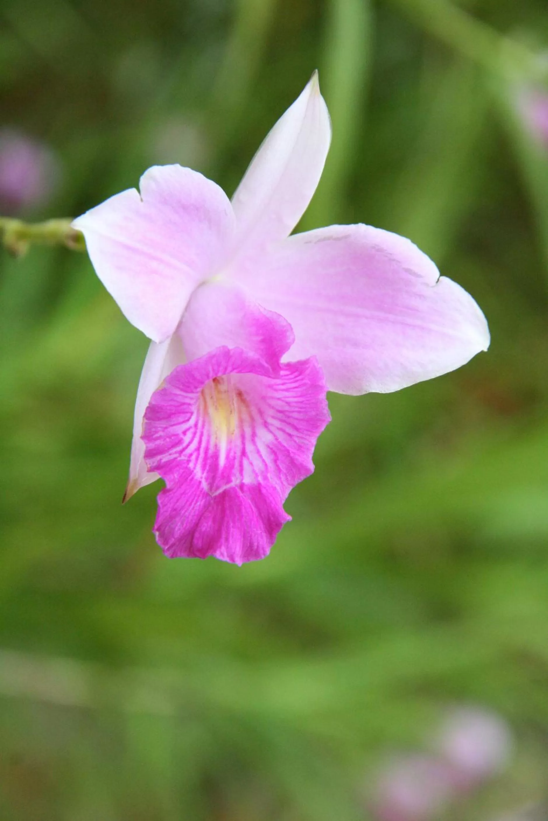 Garden in Pousada Mar Azul