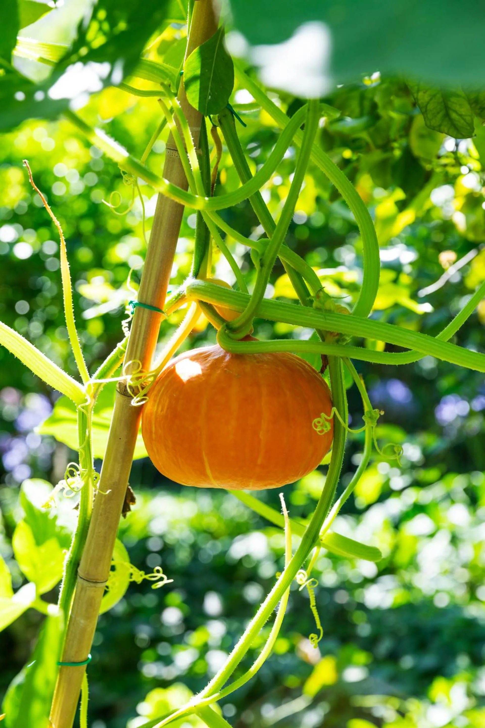 Garden in Grand Hotel Cocumella