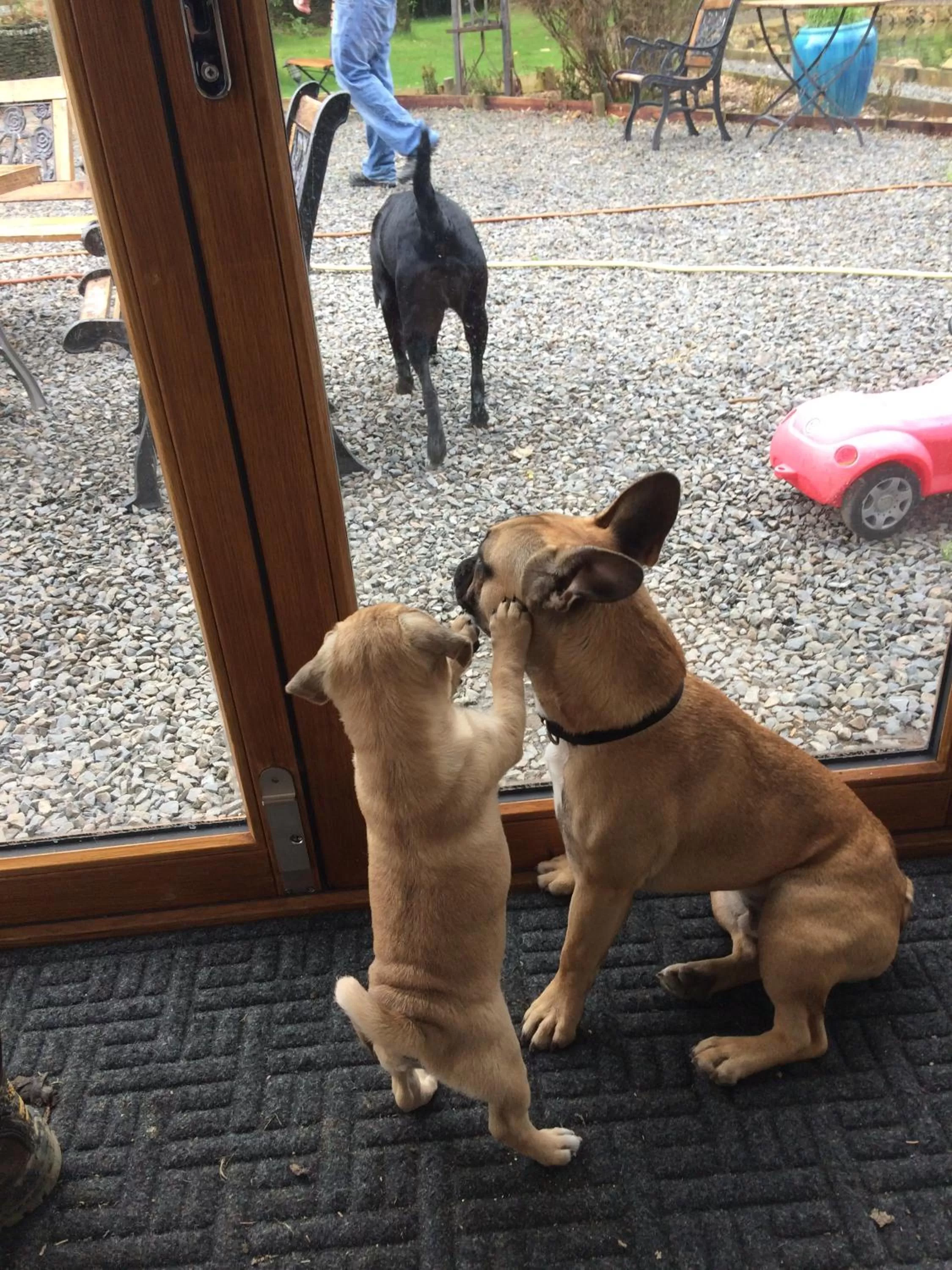 Pets in Barton Gate Farm B&B