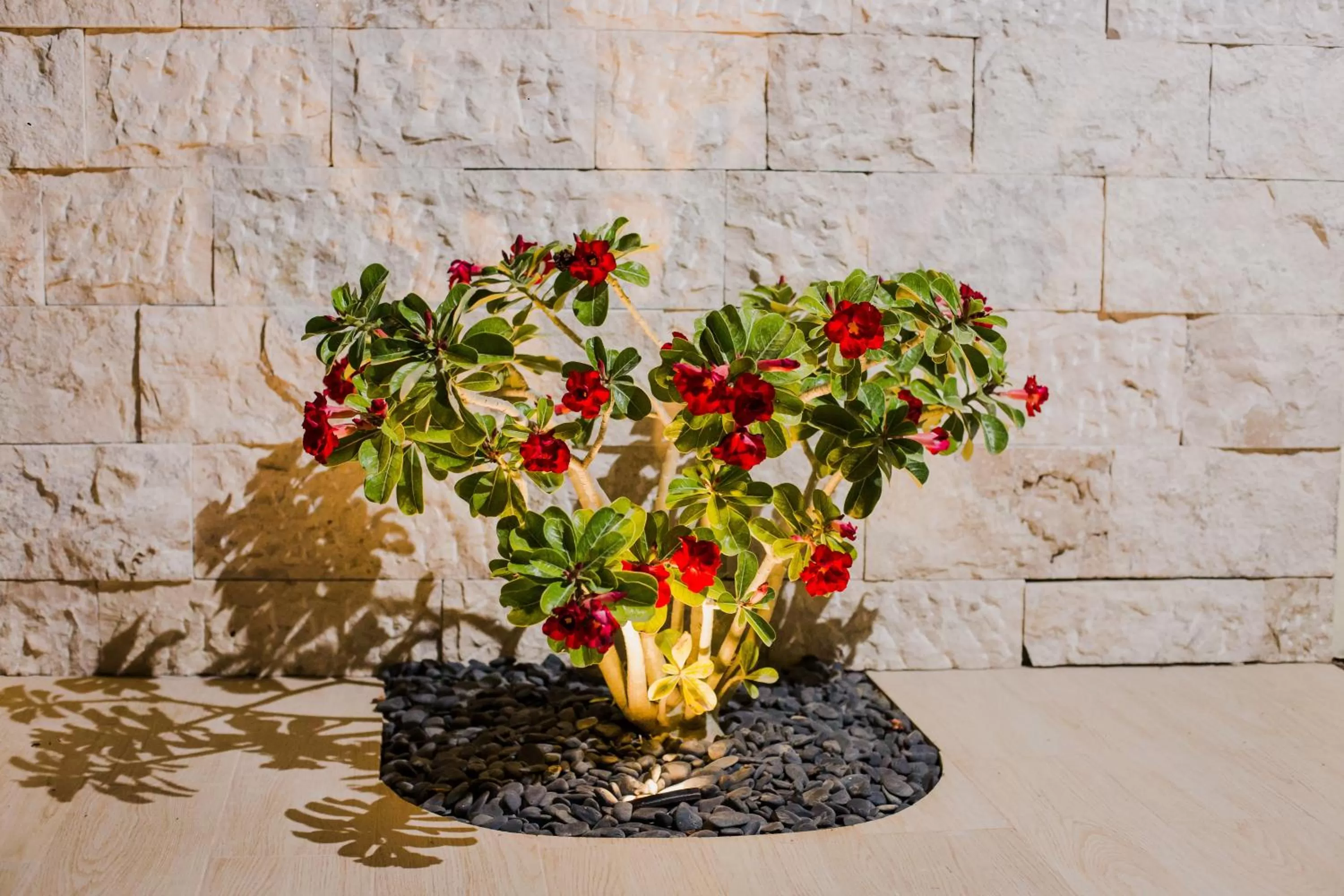 Hotel & Suites Country Valladolid