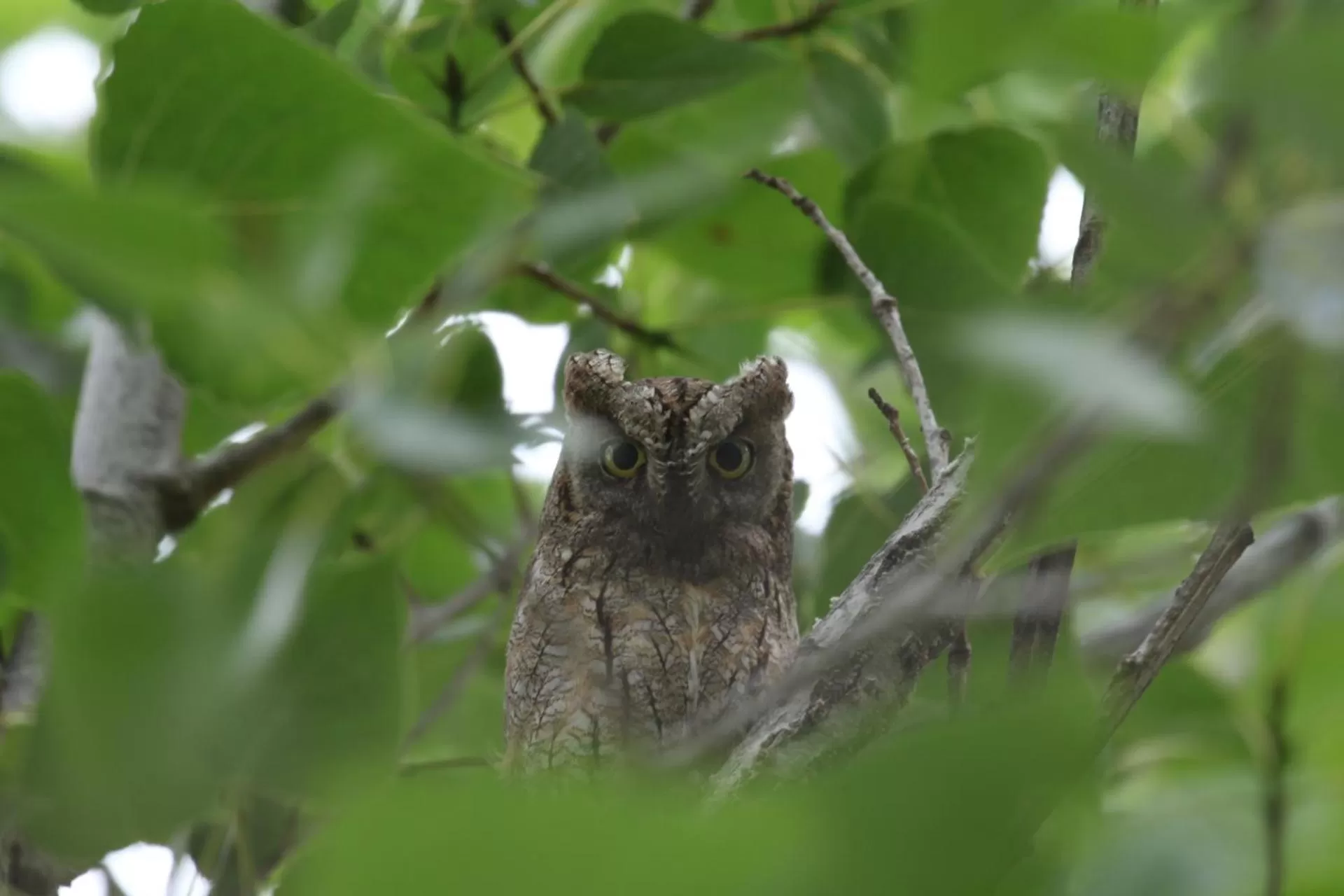 Animals in Delta Hotel