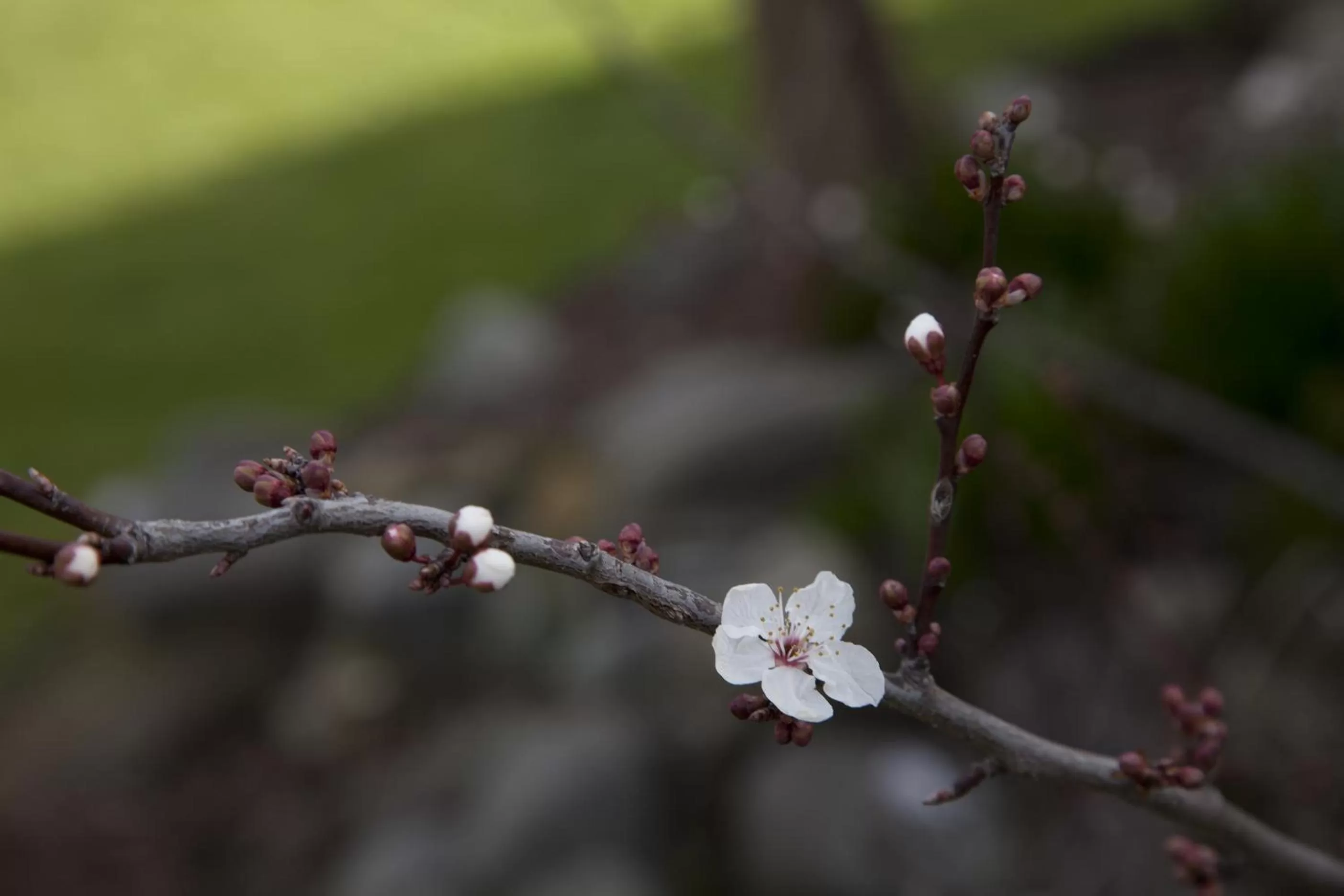 Spring in Apple Motor Inn