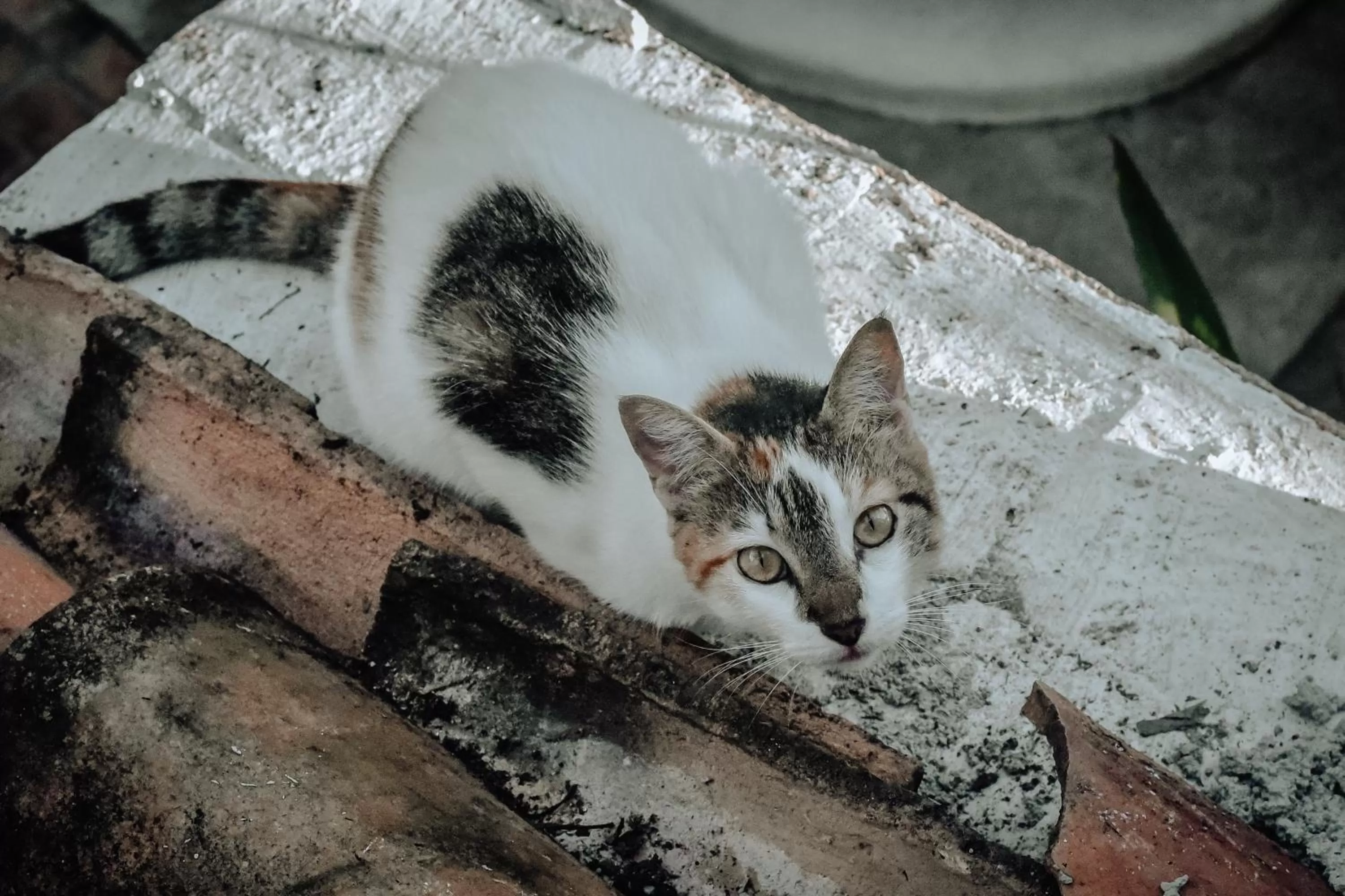 Hosteria Chata Adults Only