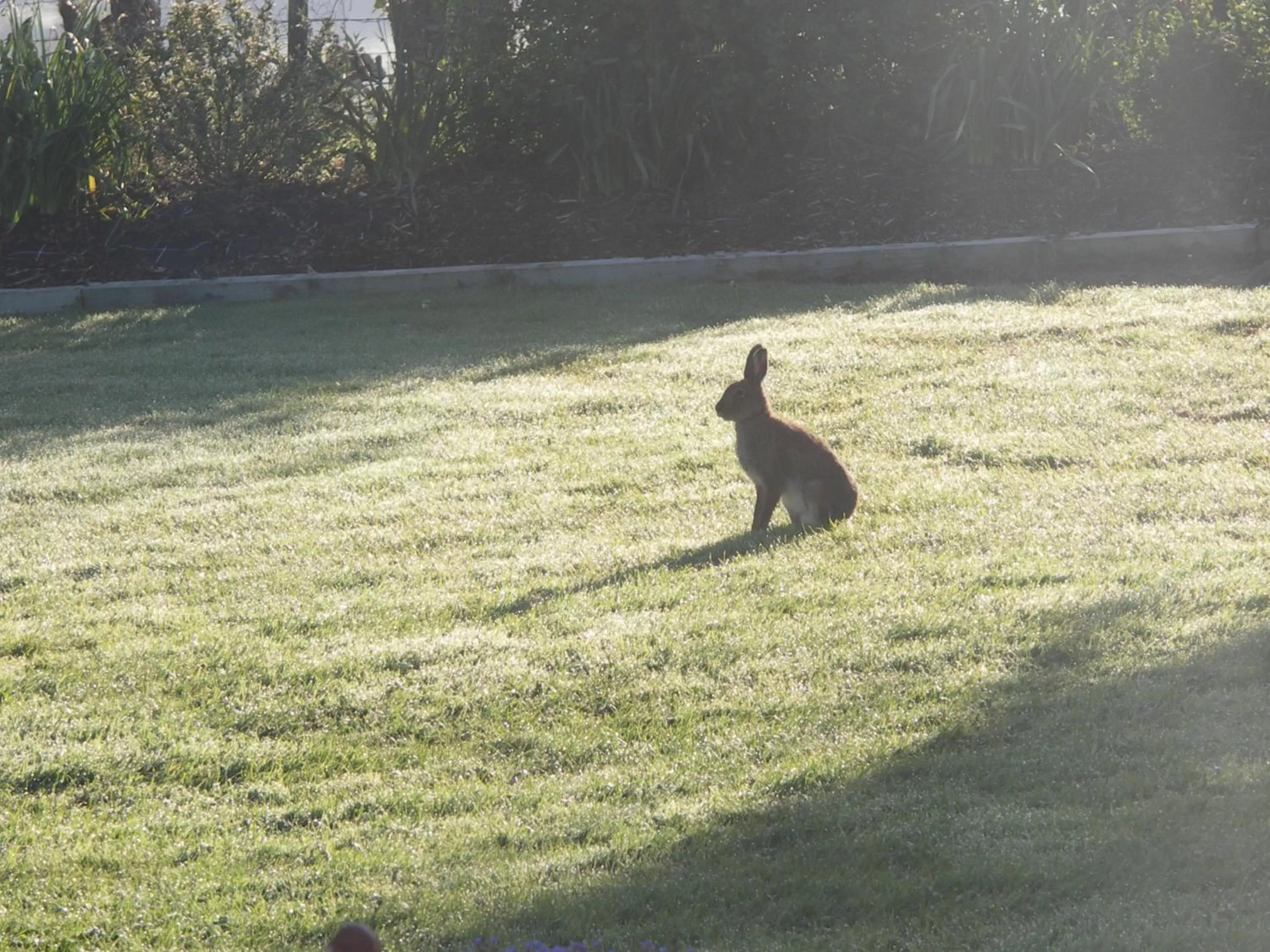 Animals in Willowbank House