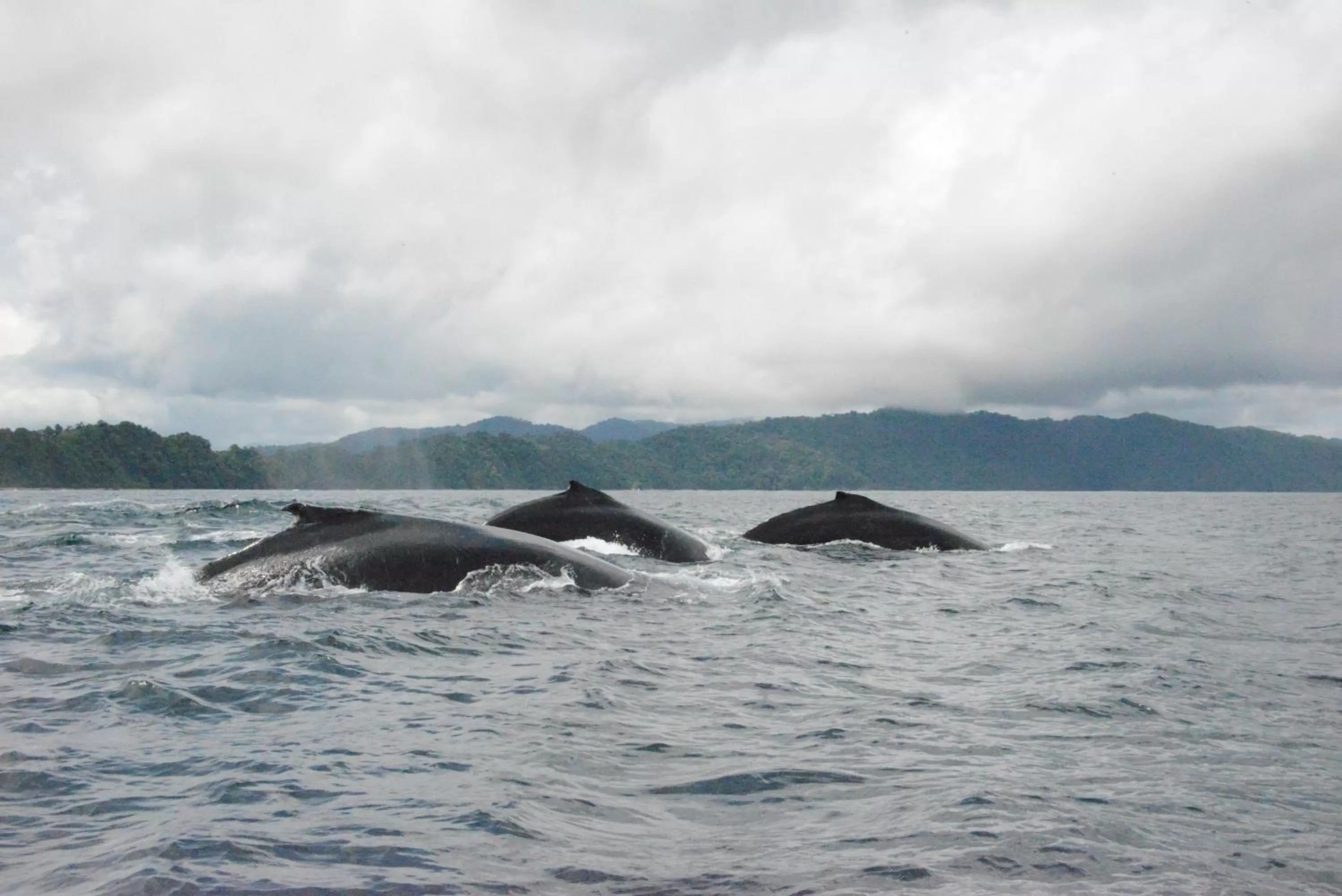 Activities, Other Animals in Posada Turística Rocas De Cabo Marzo