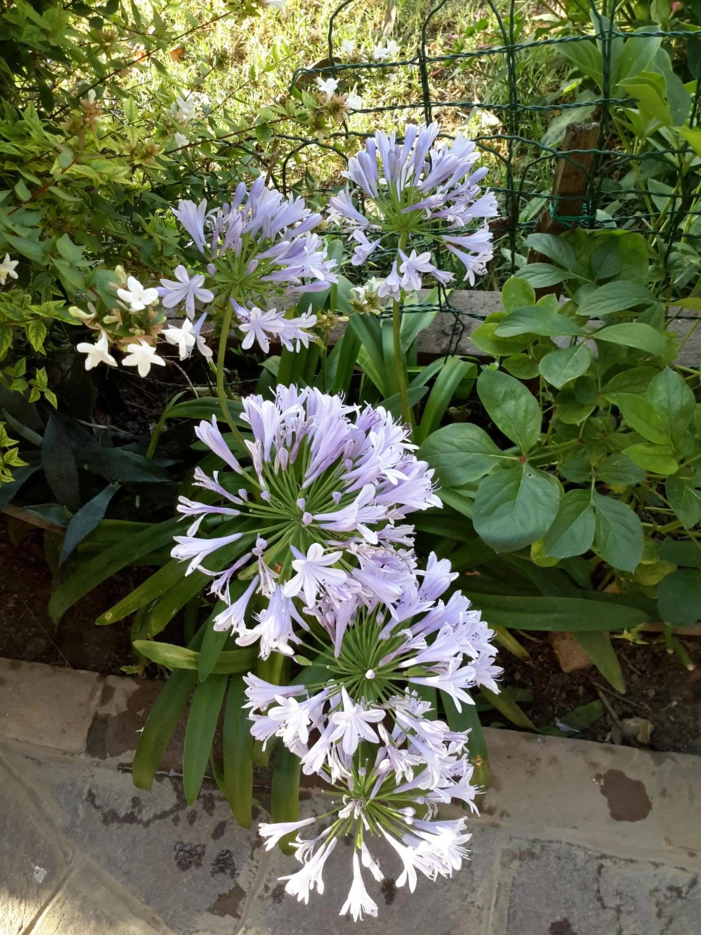 Garden in B&B Amy&Julie