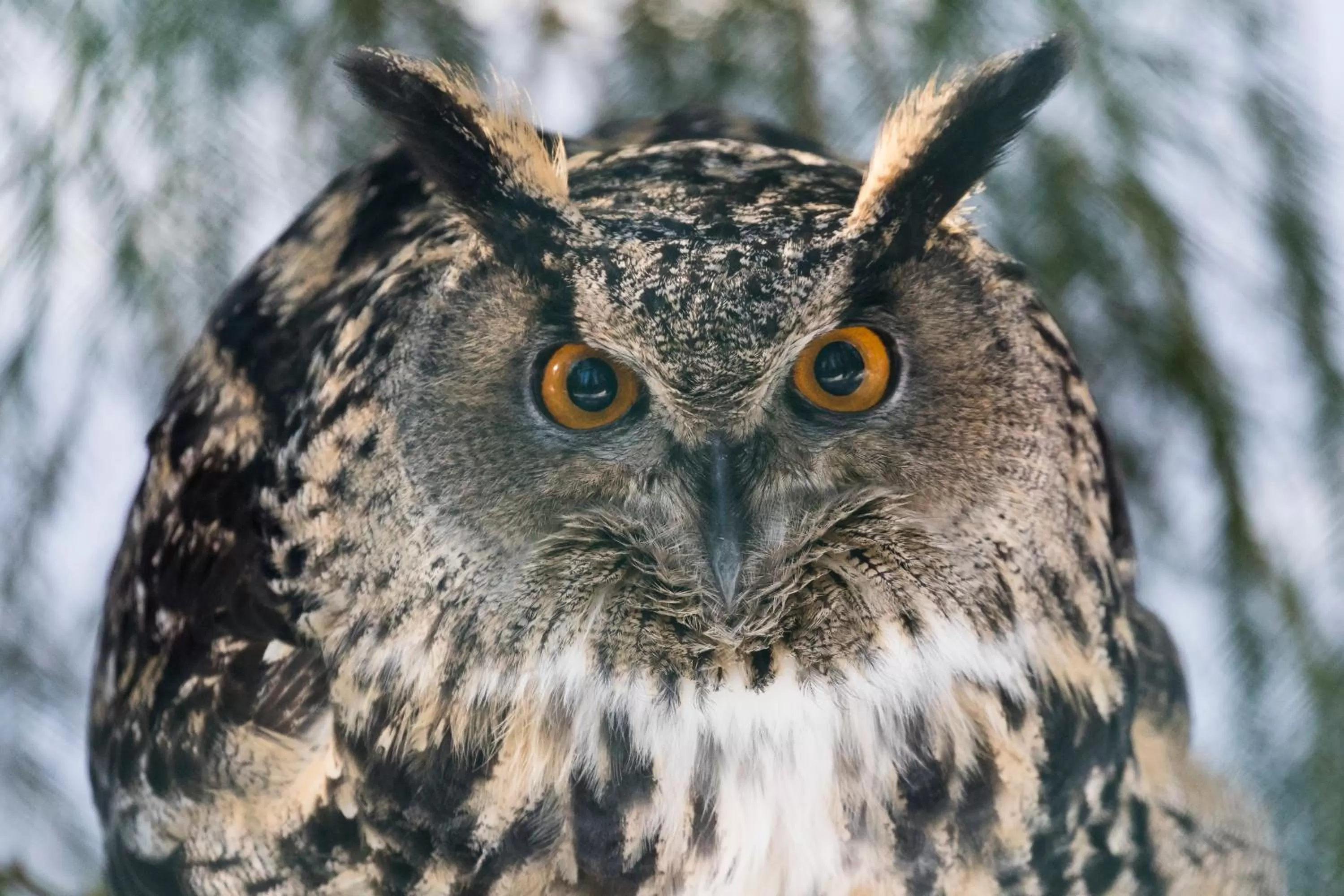 Activities in Ranua Resort Arctic Igloos