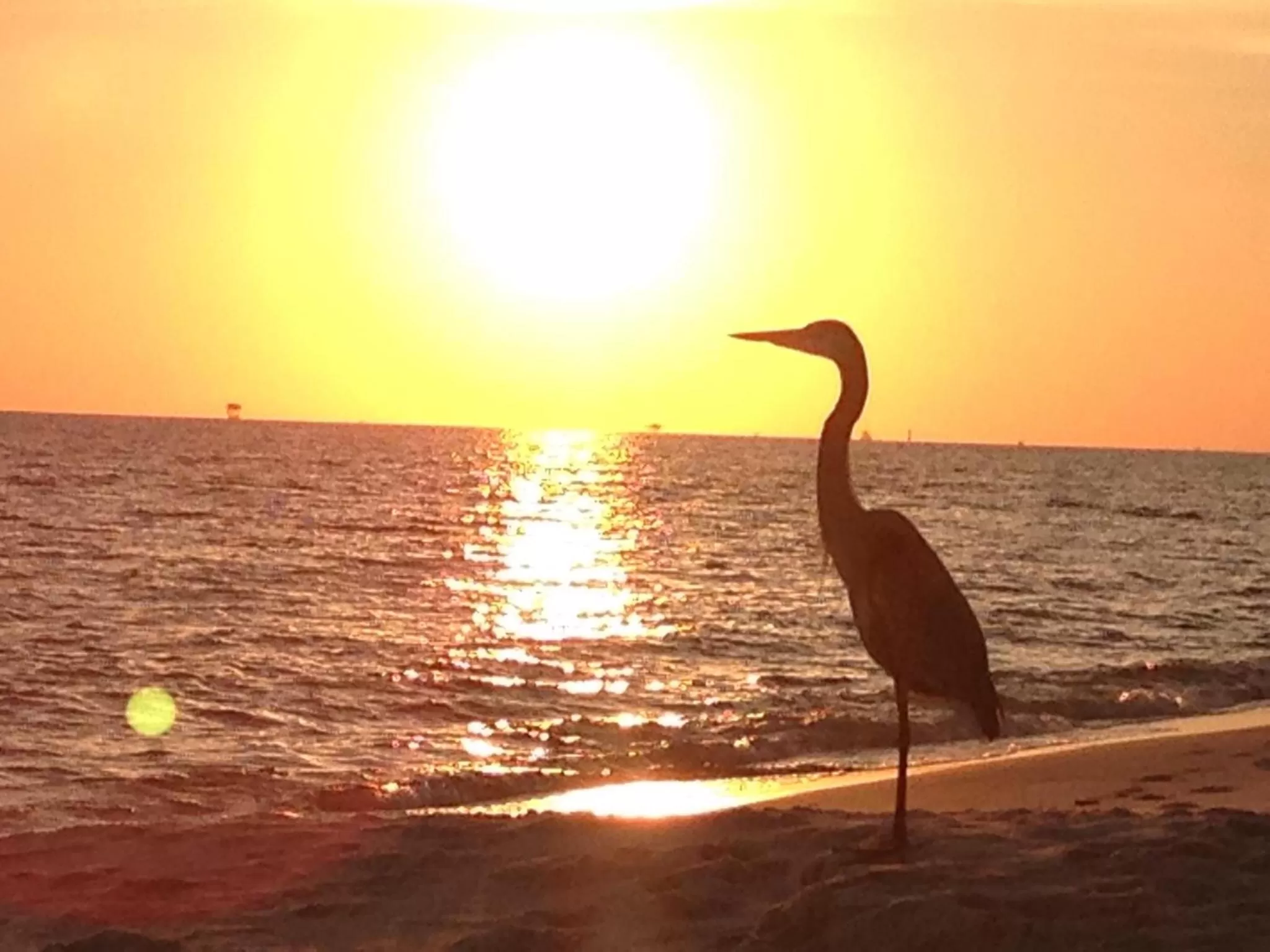 Animals in Gulf Shores Plantation