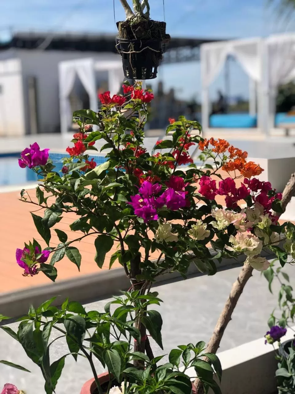 Garden in Jasmine River Front