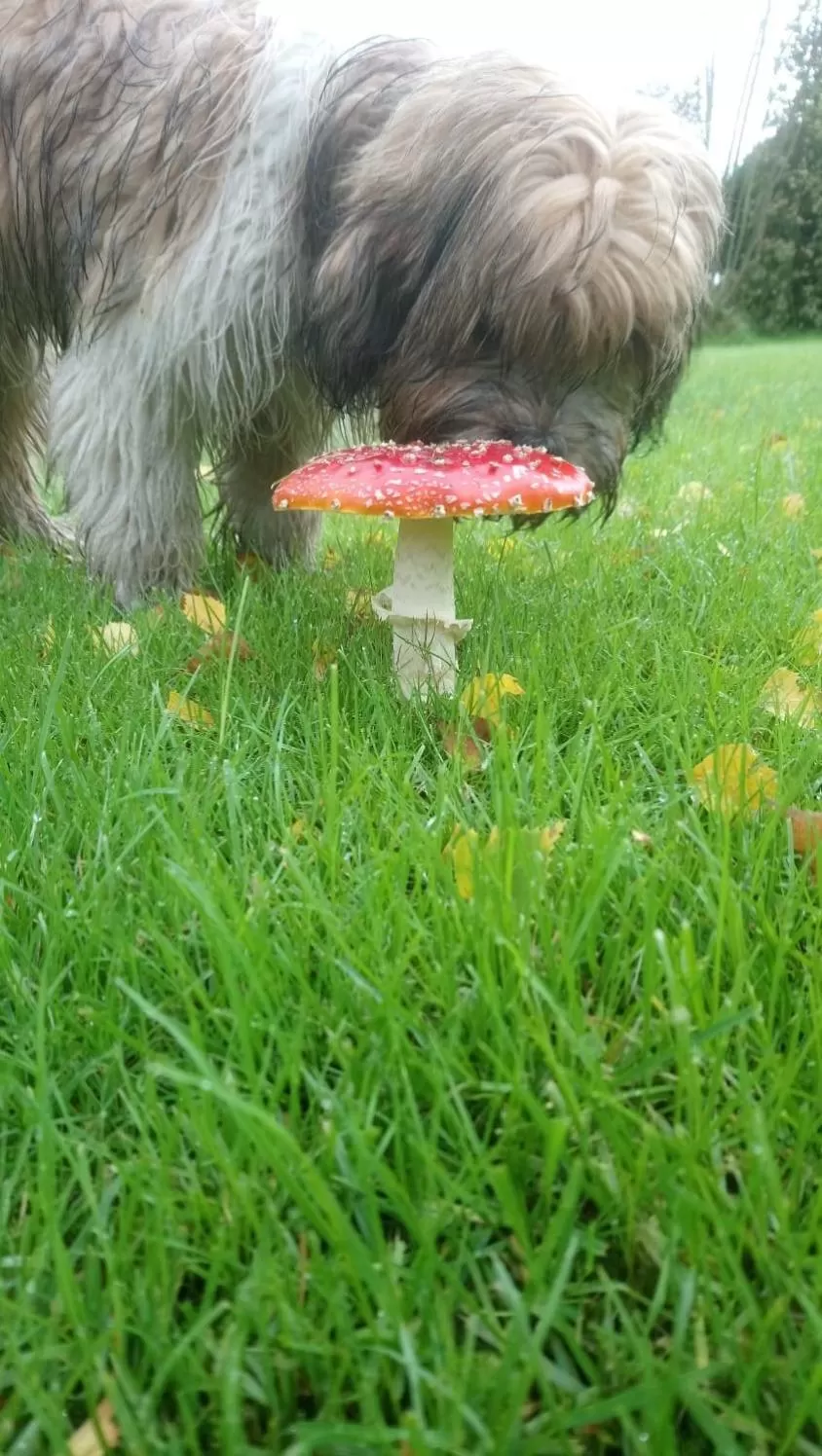 Pets in 't Rond Bargie