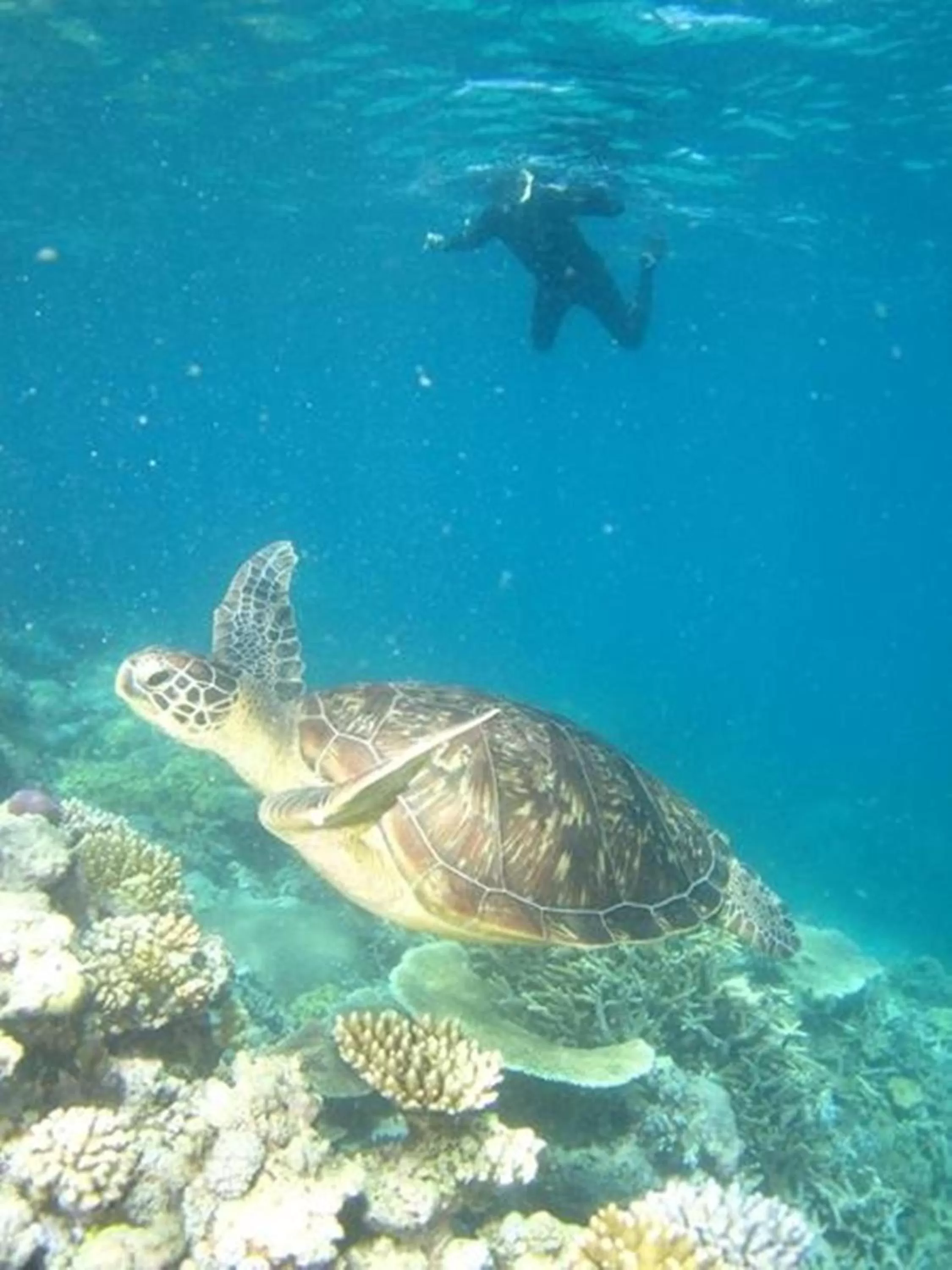 Snorkeling in Port Douglas Retreat