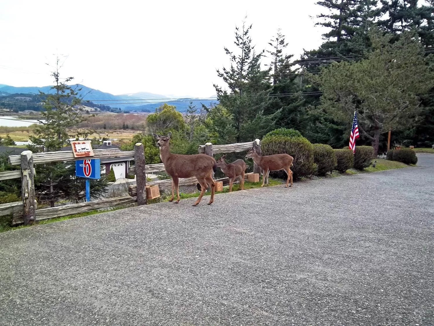 Animals in Motel 6 Gold Beach