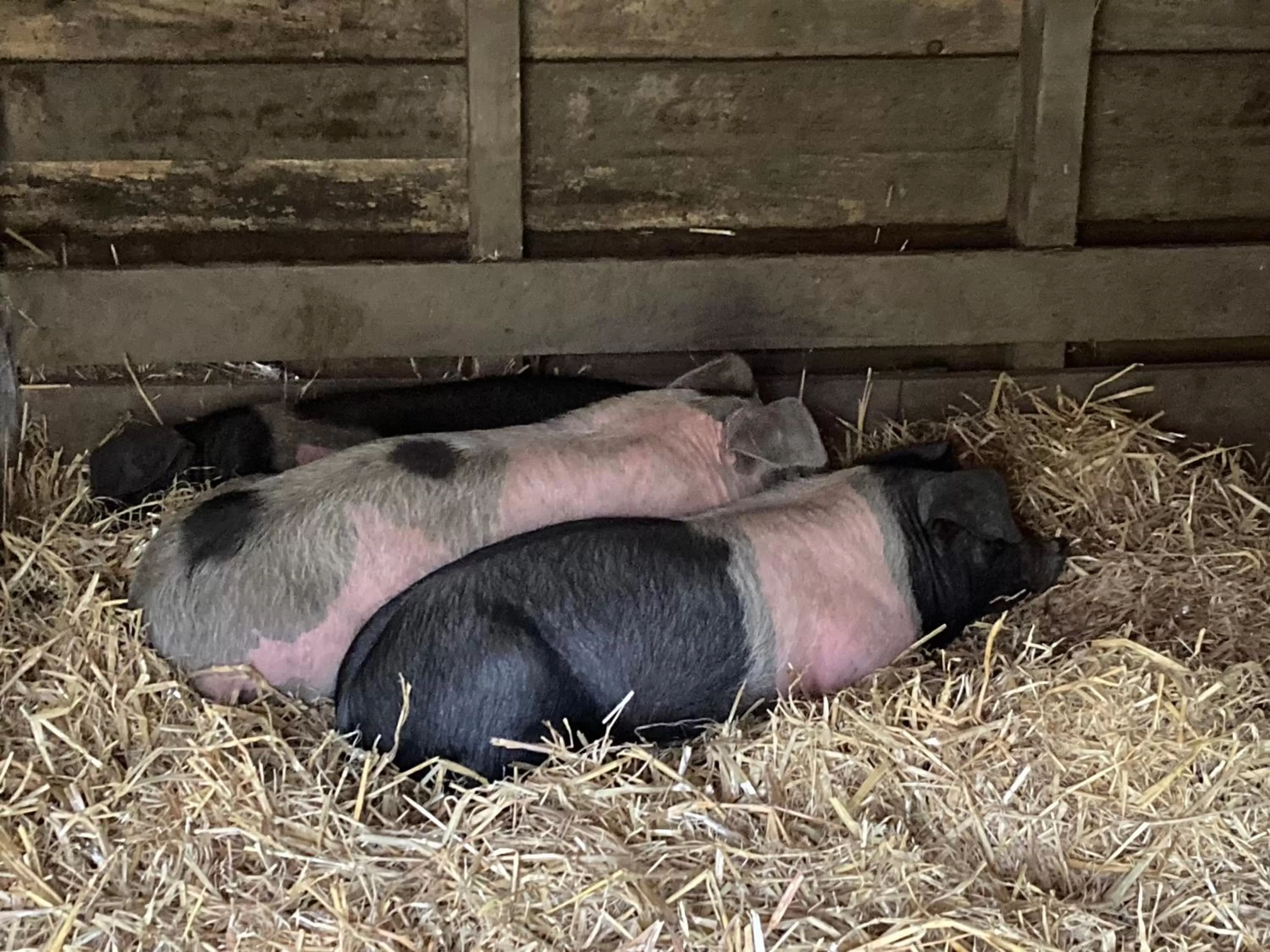 Animals in Higher Trenear Farm B&B