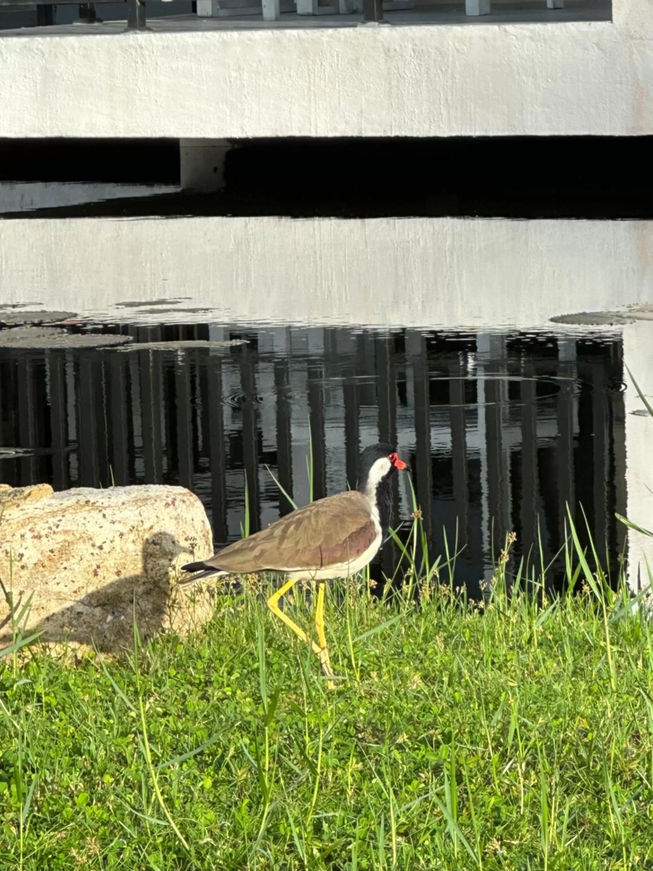 Day in Amaluna Resorts