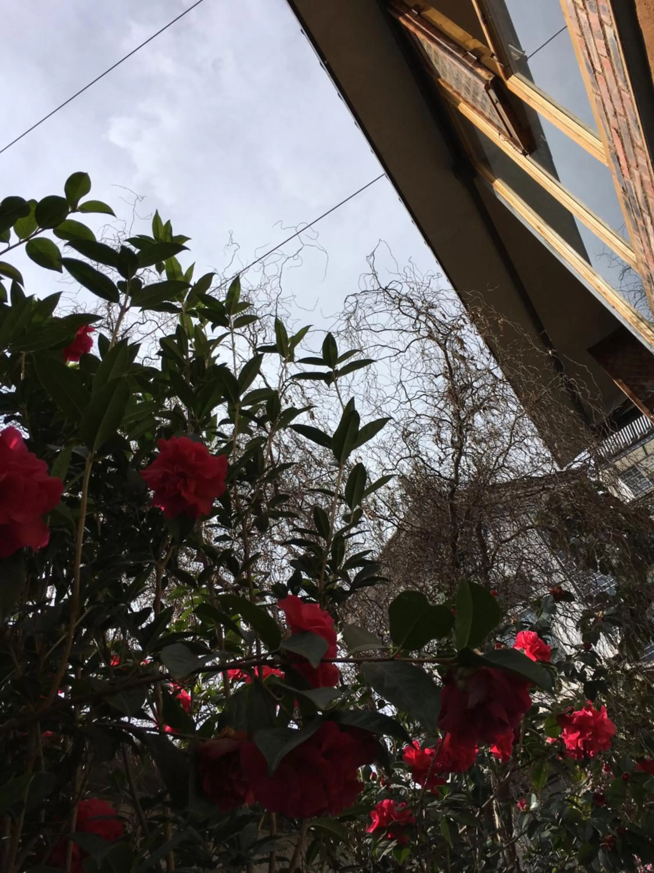 Spring in The Lily Pad Inn