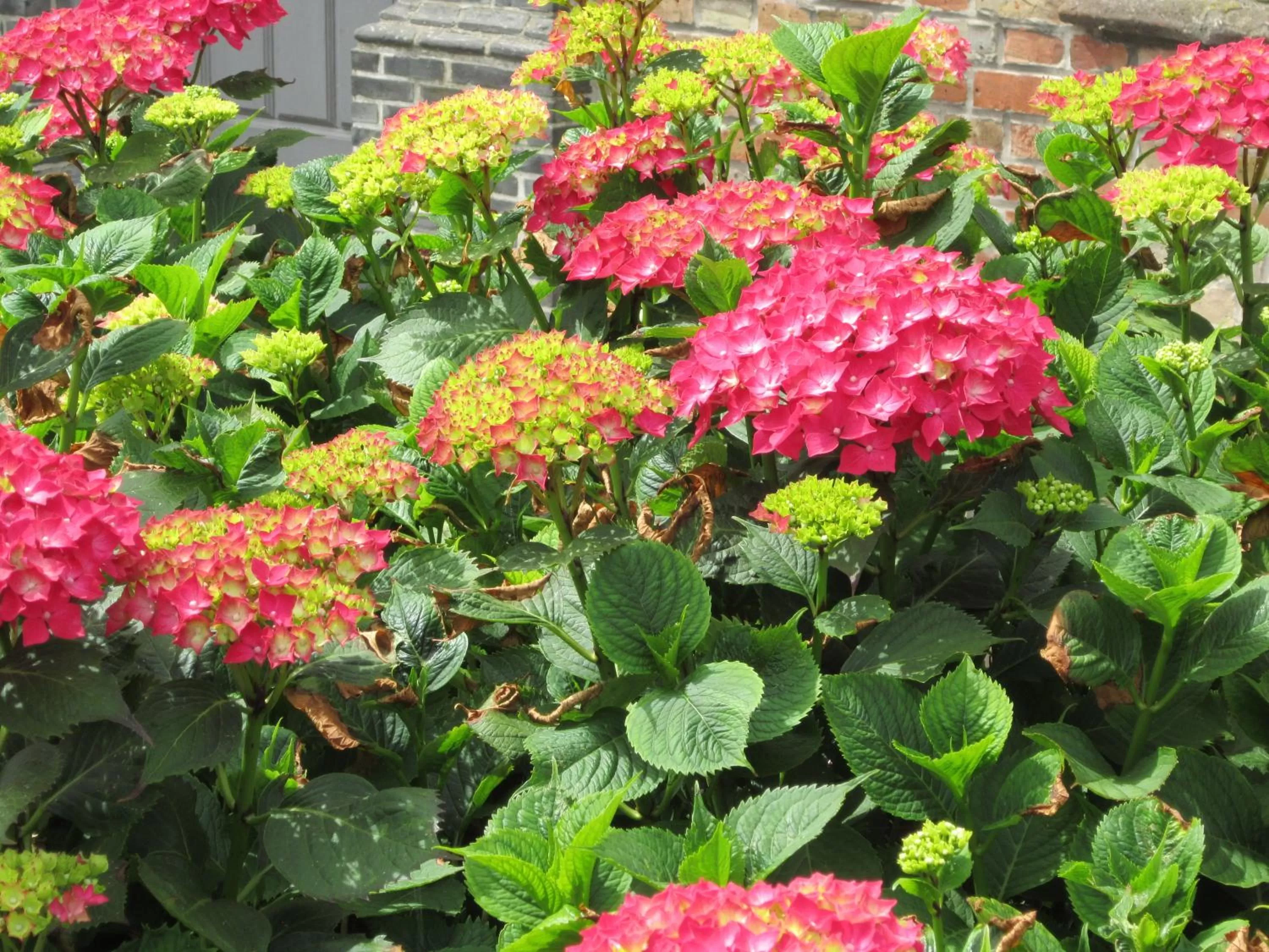 Summer, Garden in B&B Pastorie van Merkem