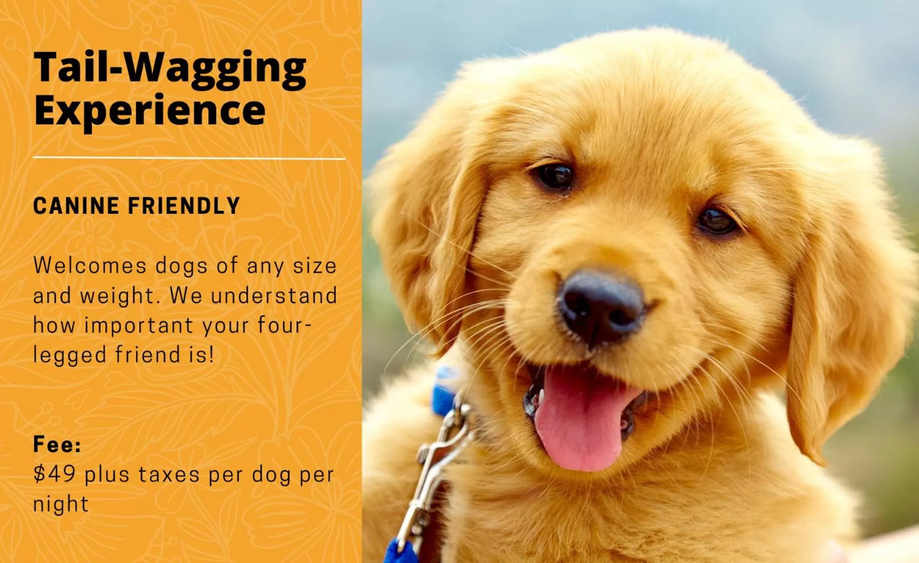 Pets in Old Stone Inn Boutique Hotel