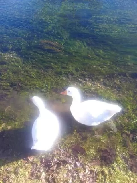 Other Animals in Bed and Breakfast Family Djukic