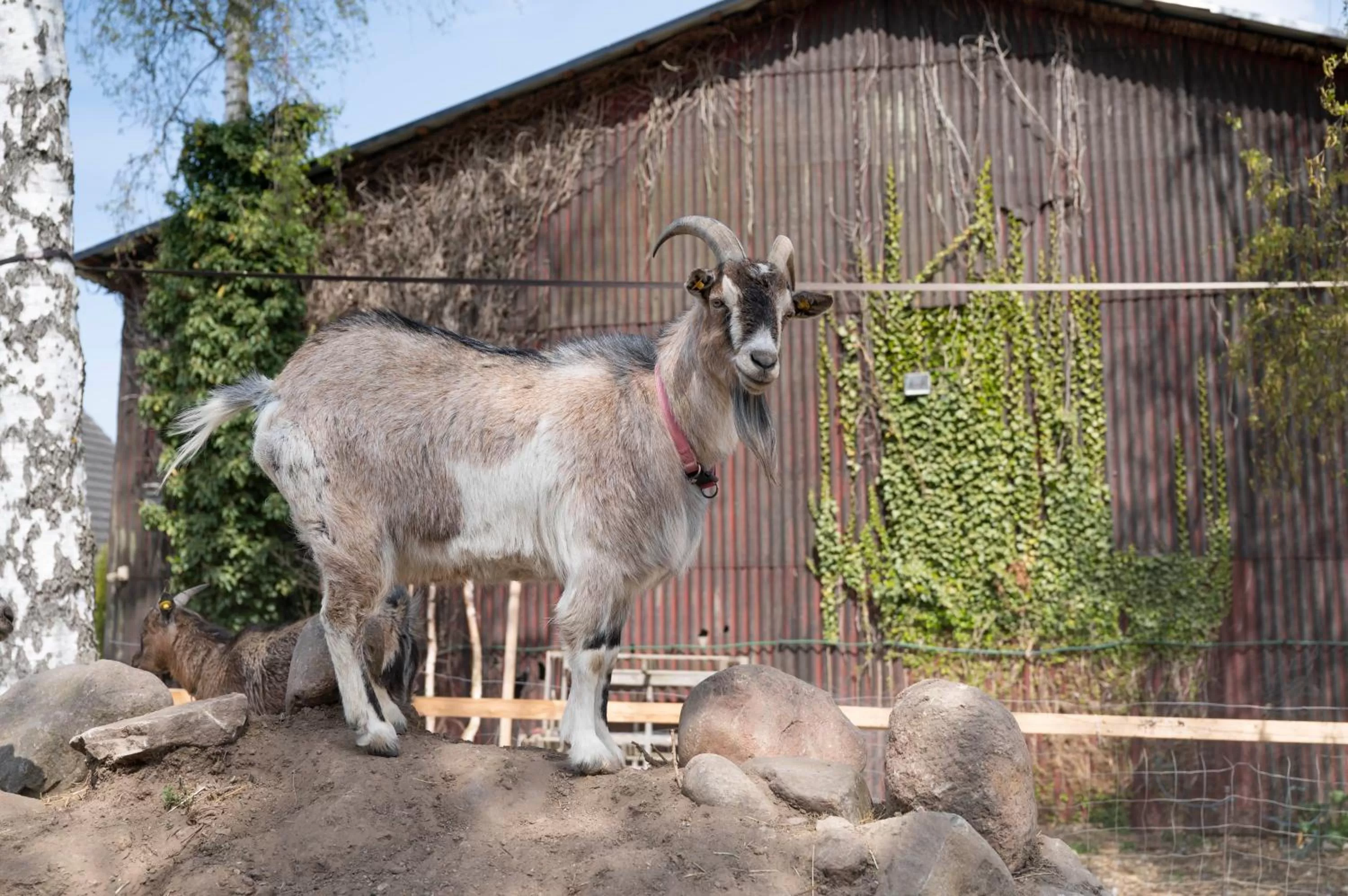 Pets in Skortskær Bondegårdsferie